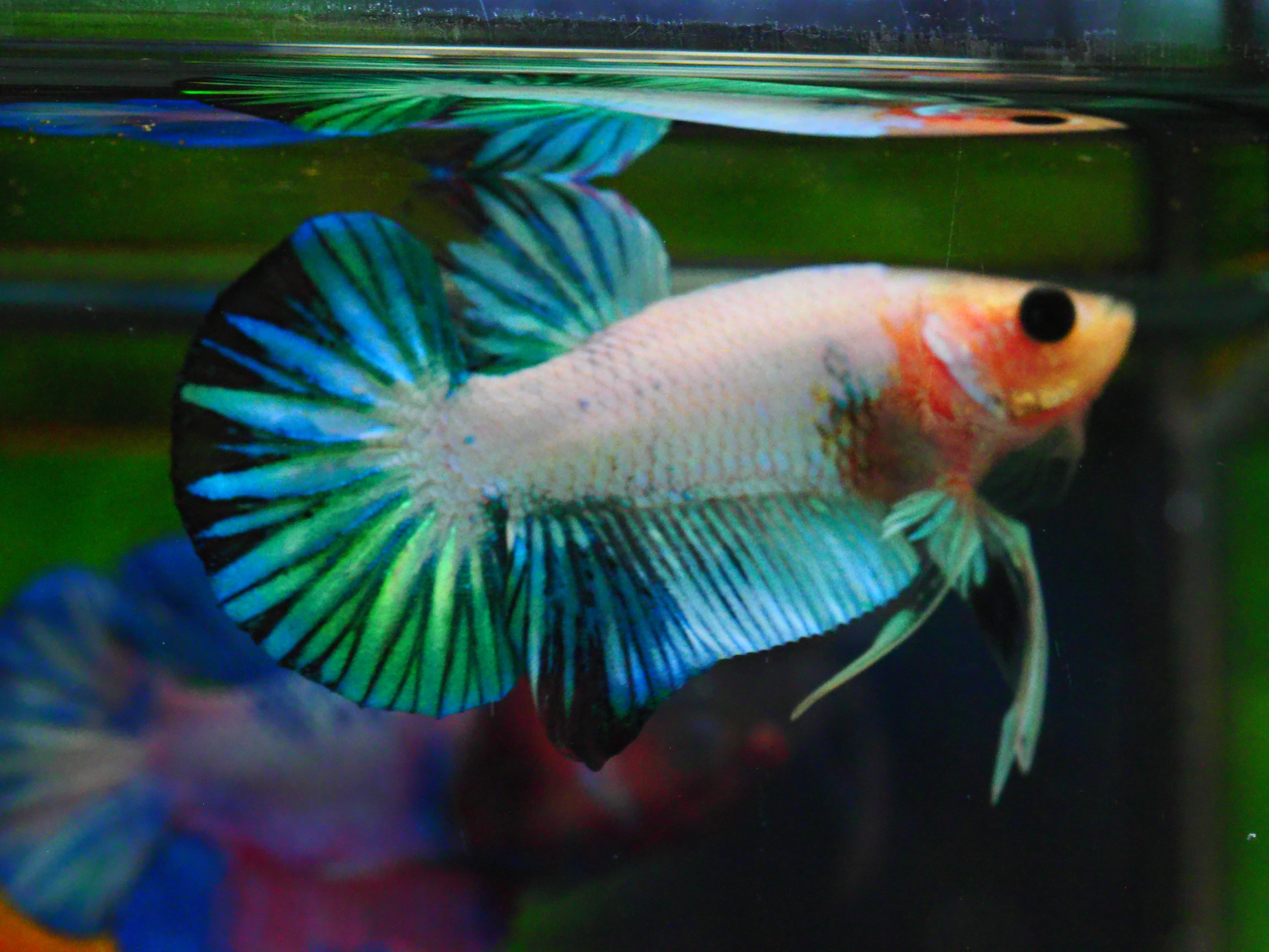 HMPK FANCY MALE GRADE A +++