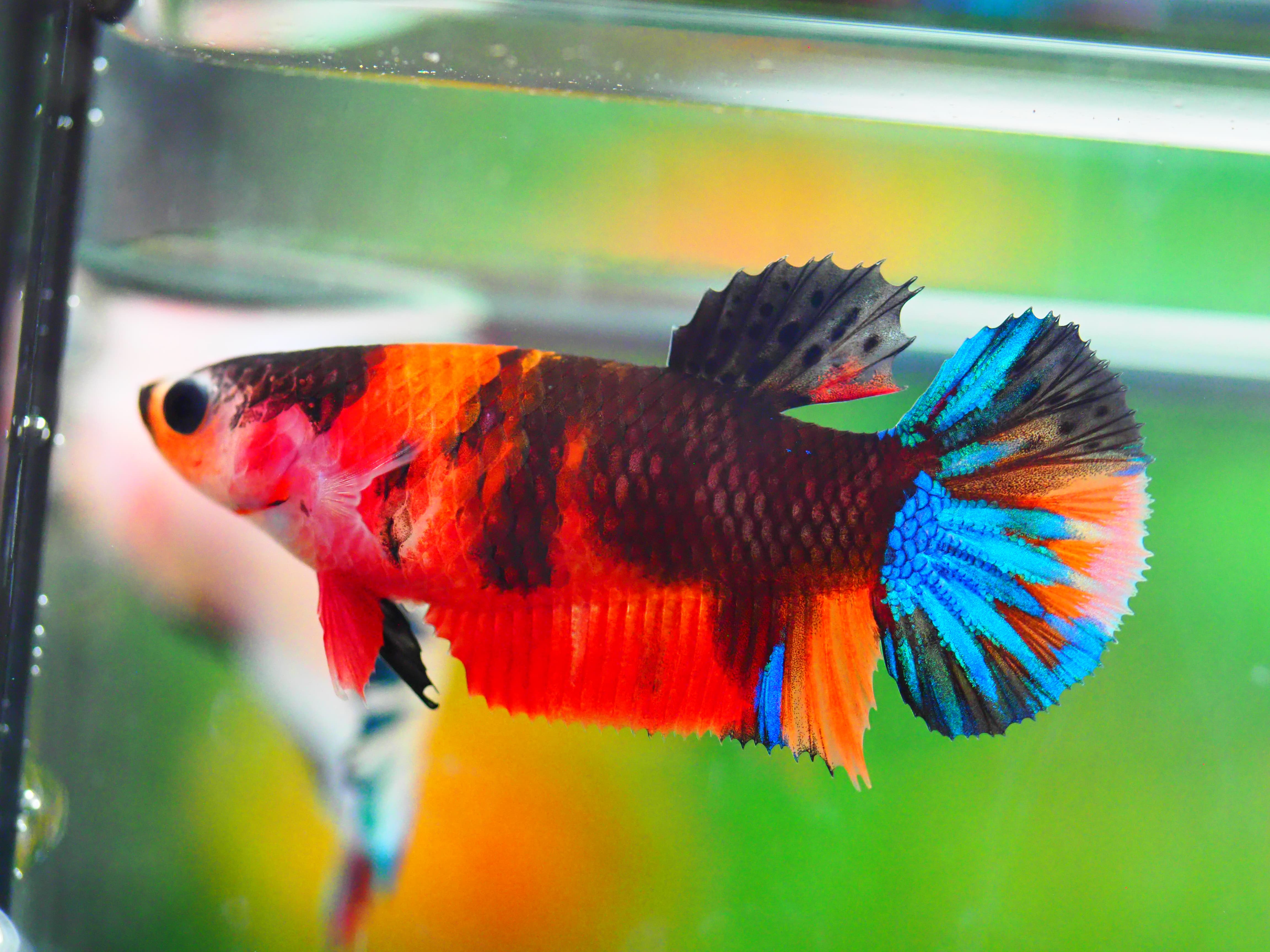 HMPK NEMO GALAXY FNMALE GRADE A +++