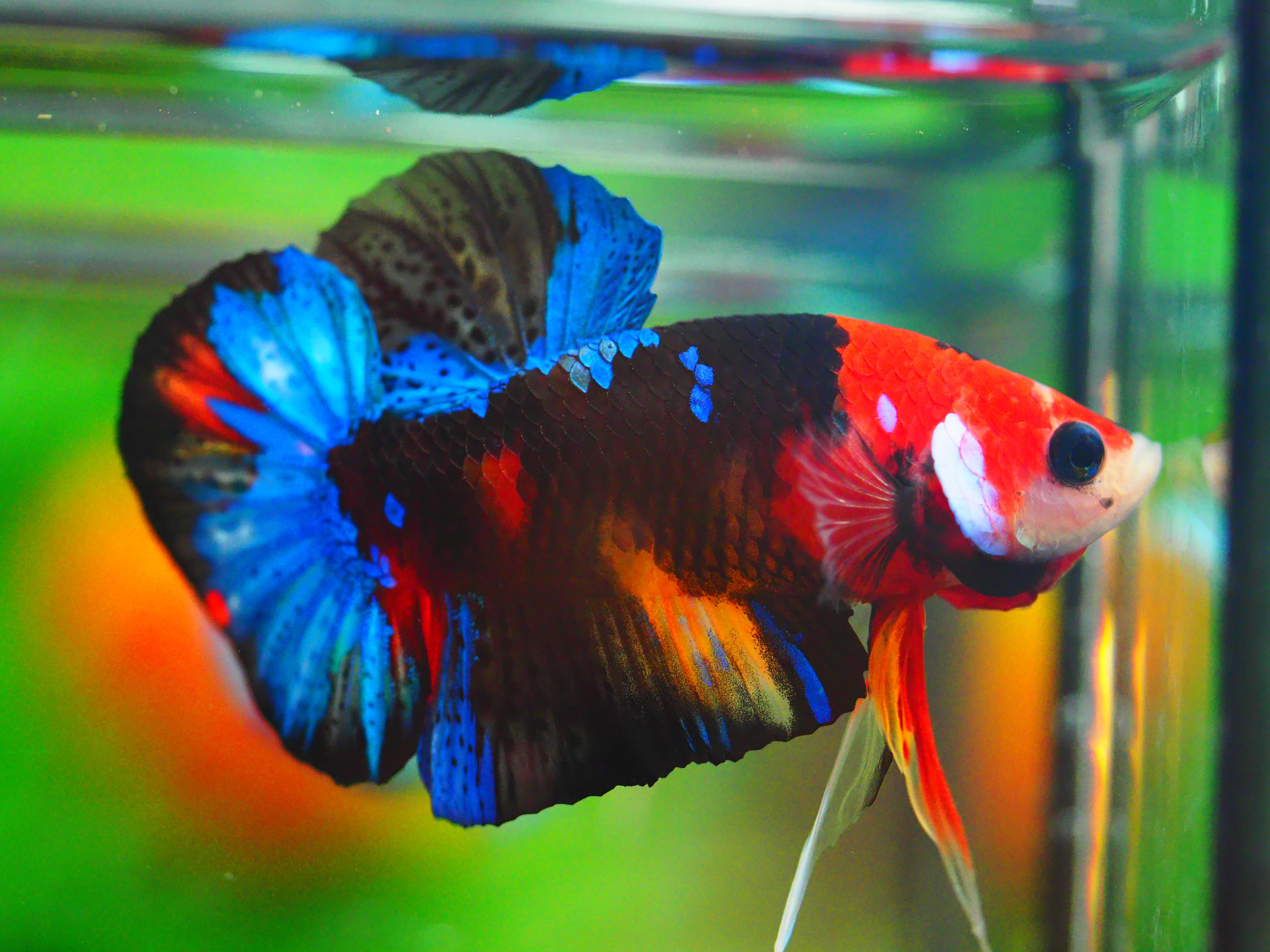 HMPK NEMO GALAXY MALE GRADE A +++