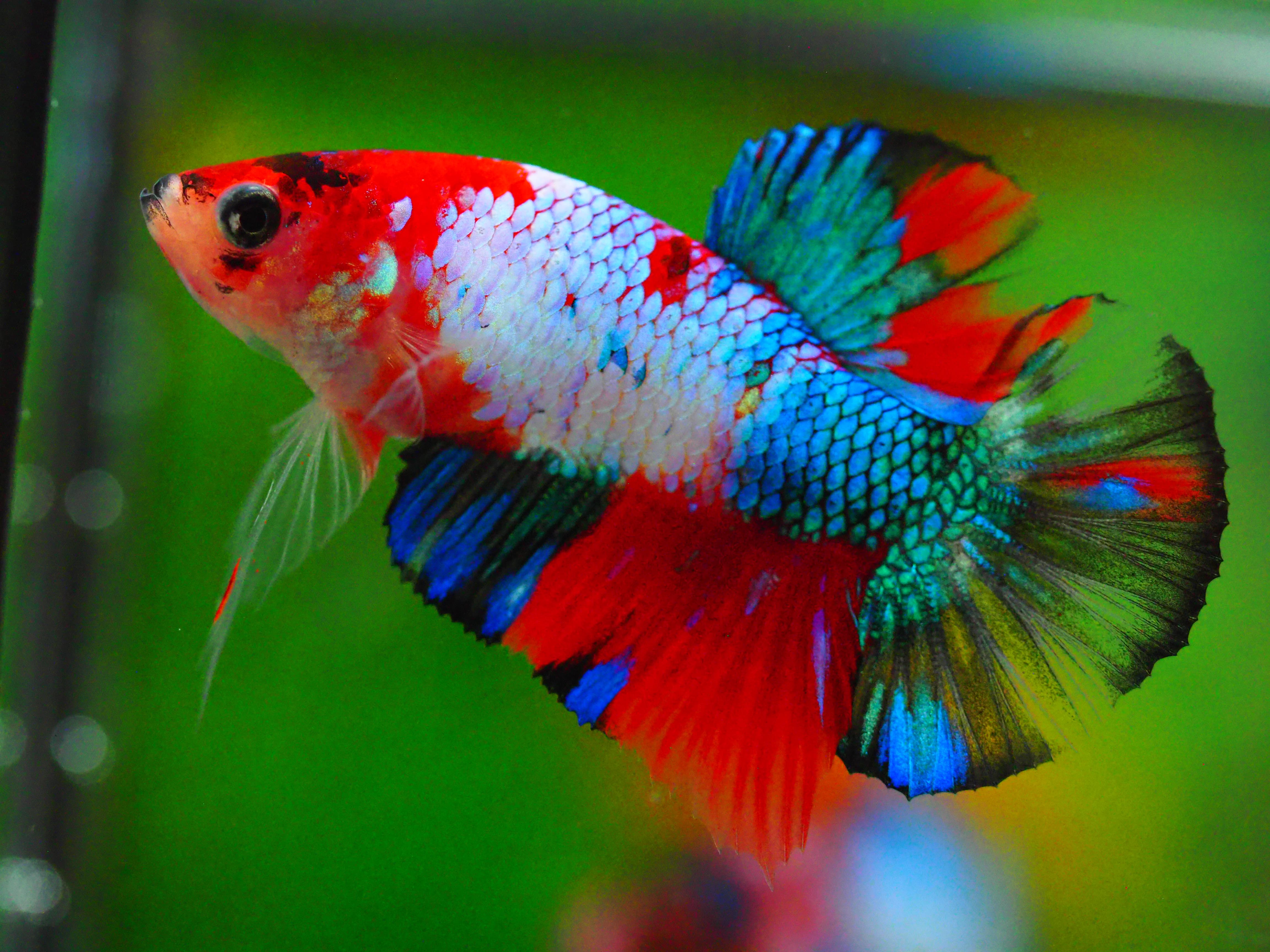 HMPKKOI GALAXY MALE GRADE A +++