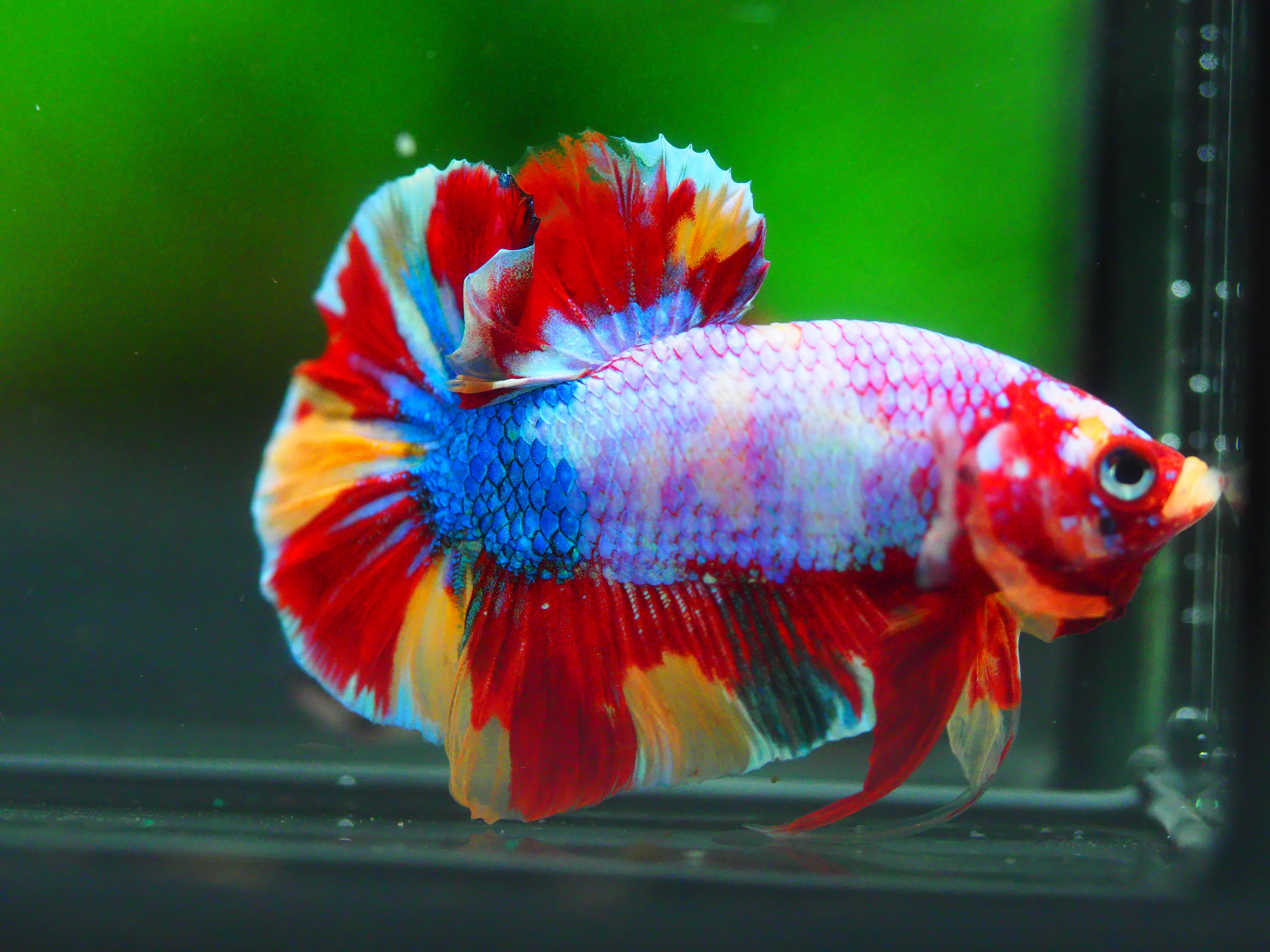 HMPK KOI GALAXY MALE GRADE A +++