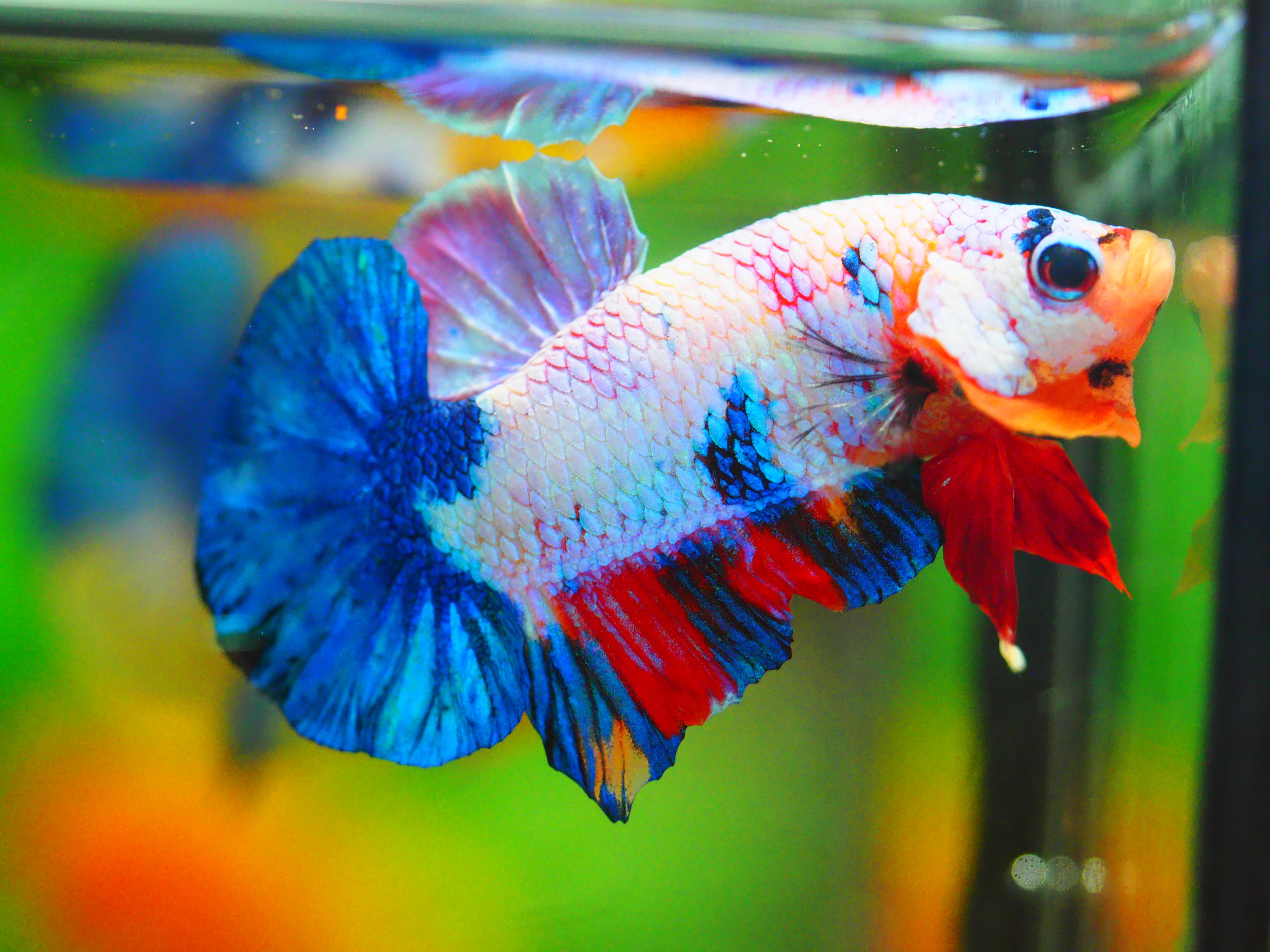 HMPK KOI FANCY MALE GRADE A +++