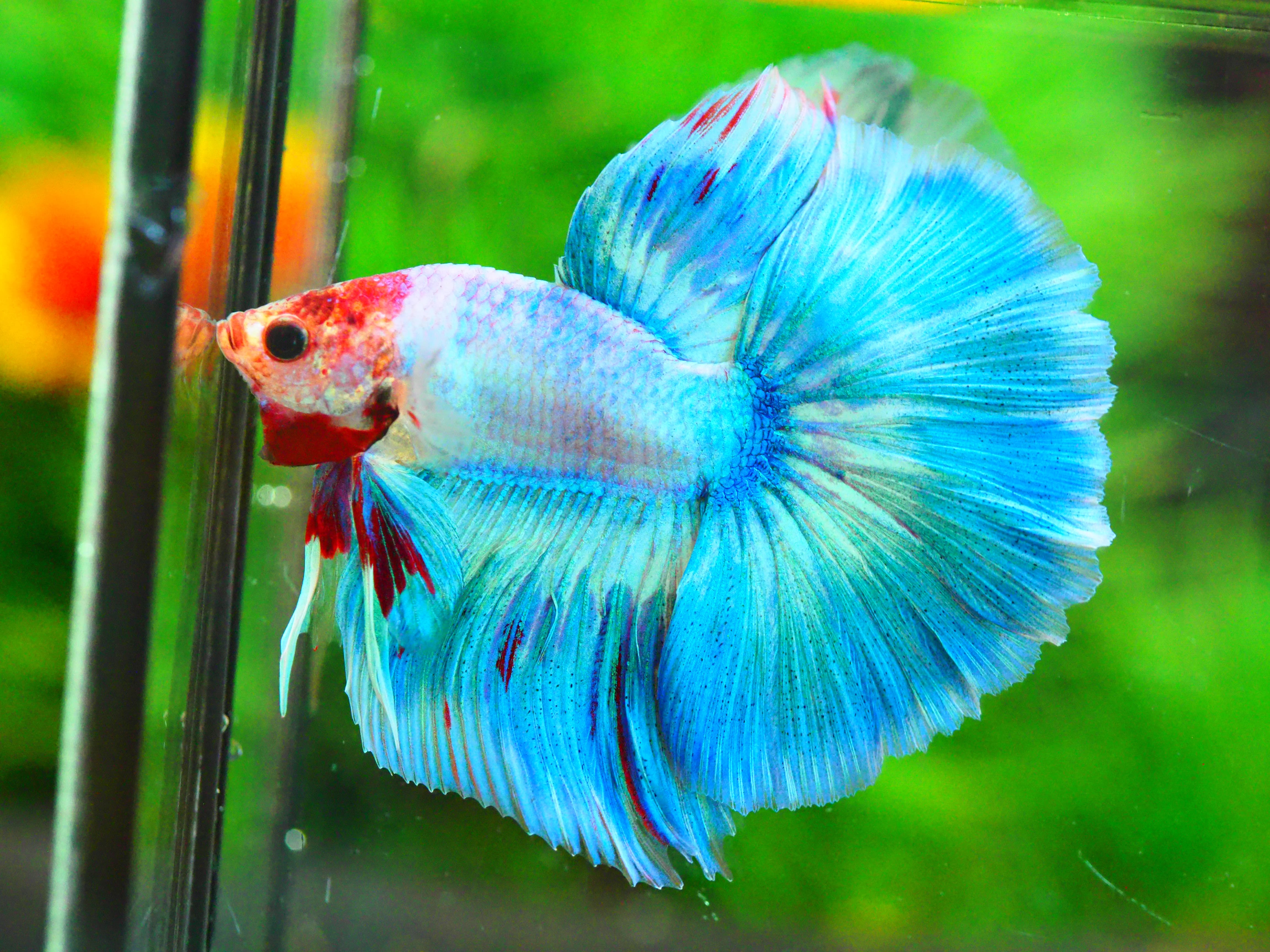 HM FANCY MALE GRADE A +++