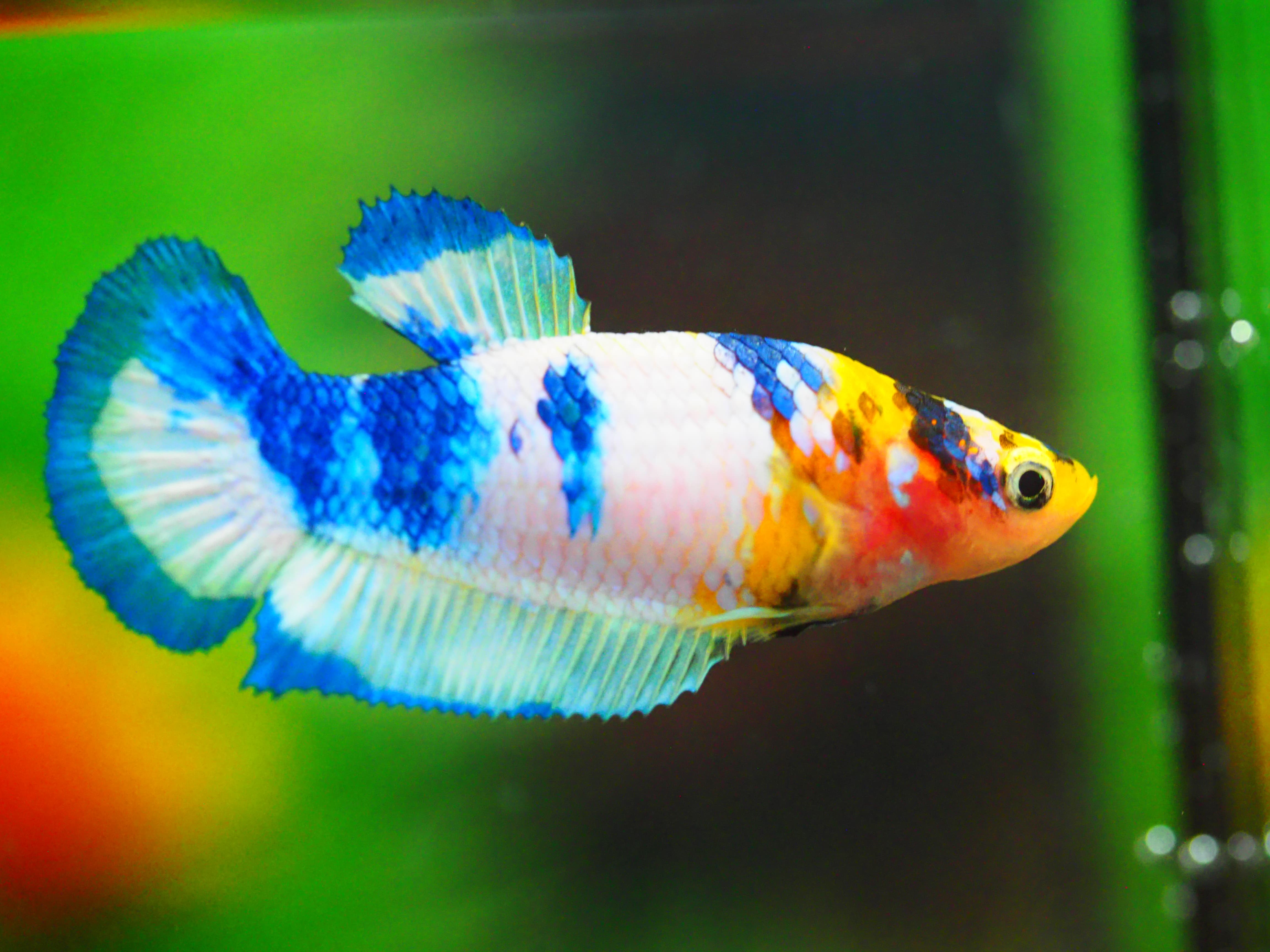 HMPK FANCY FNMALE GRADE A +++