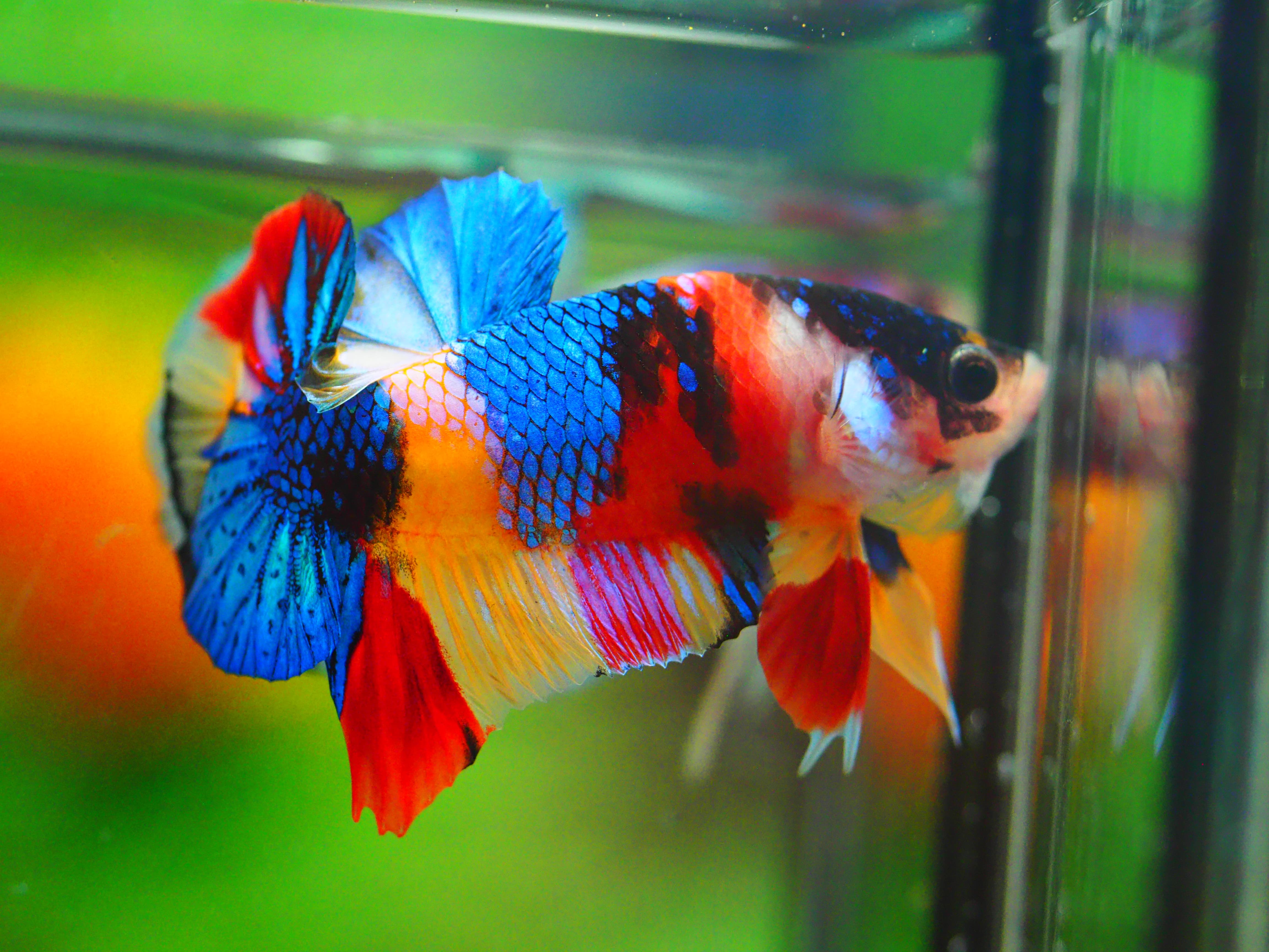 HMPK CANDY MALE GRADE A +++