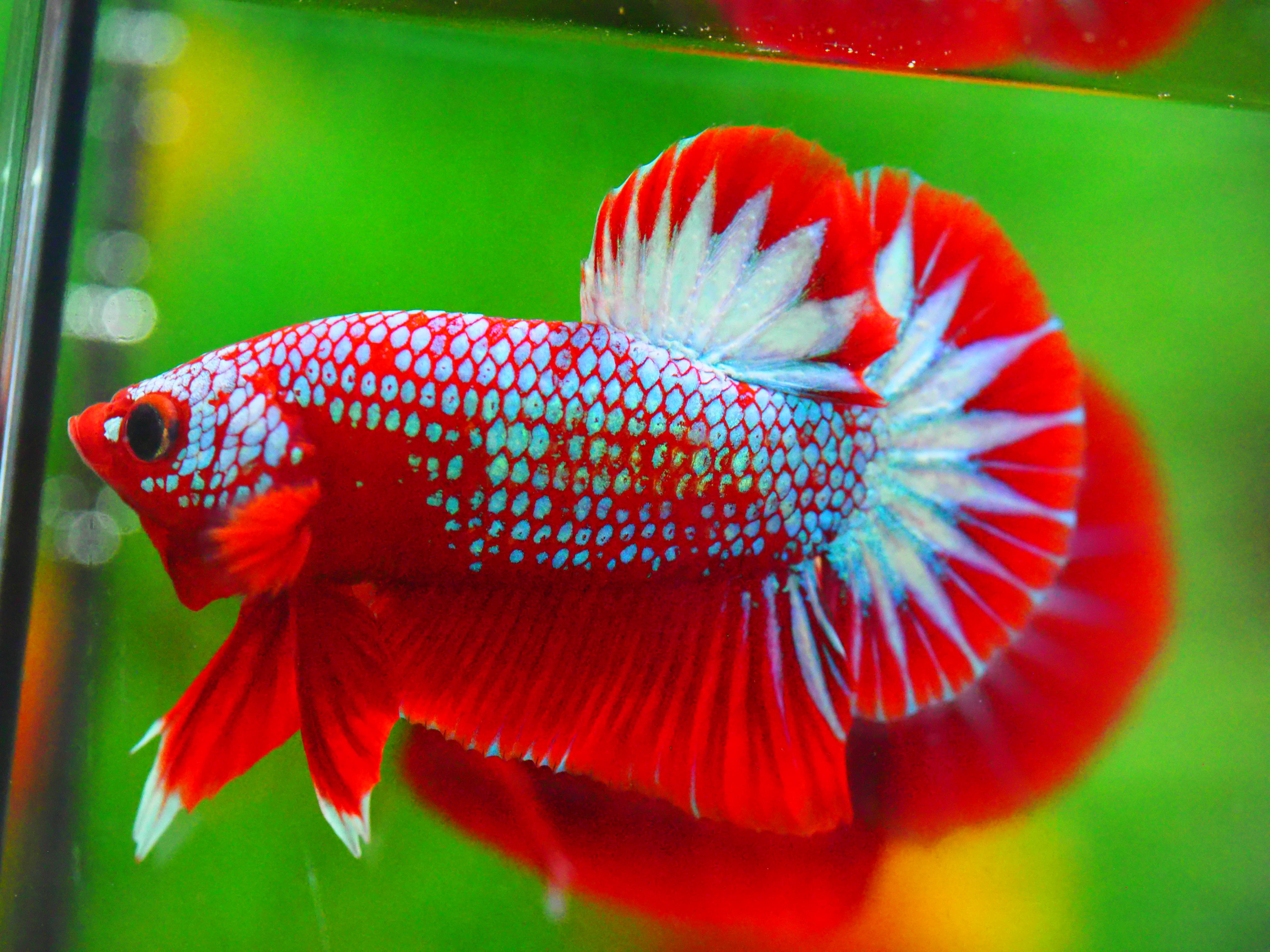 HMPK HELLBOY MALE GRADE A +++