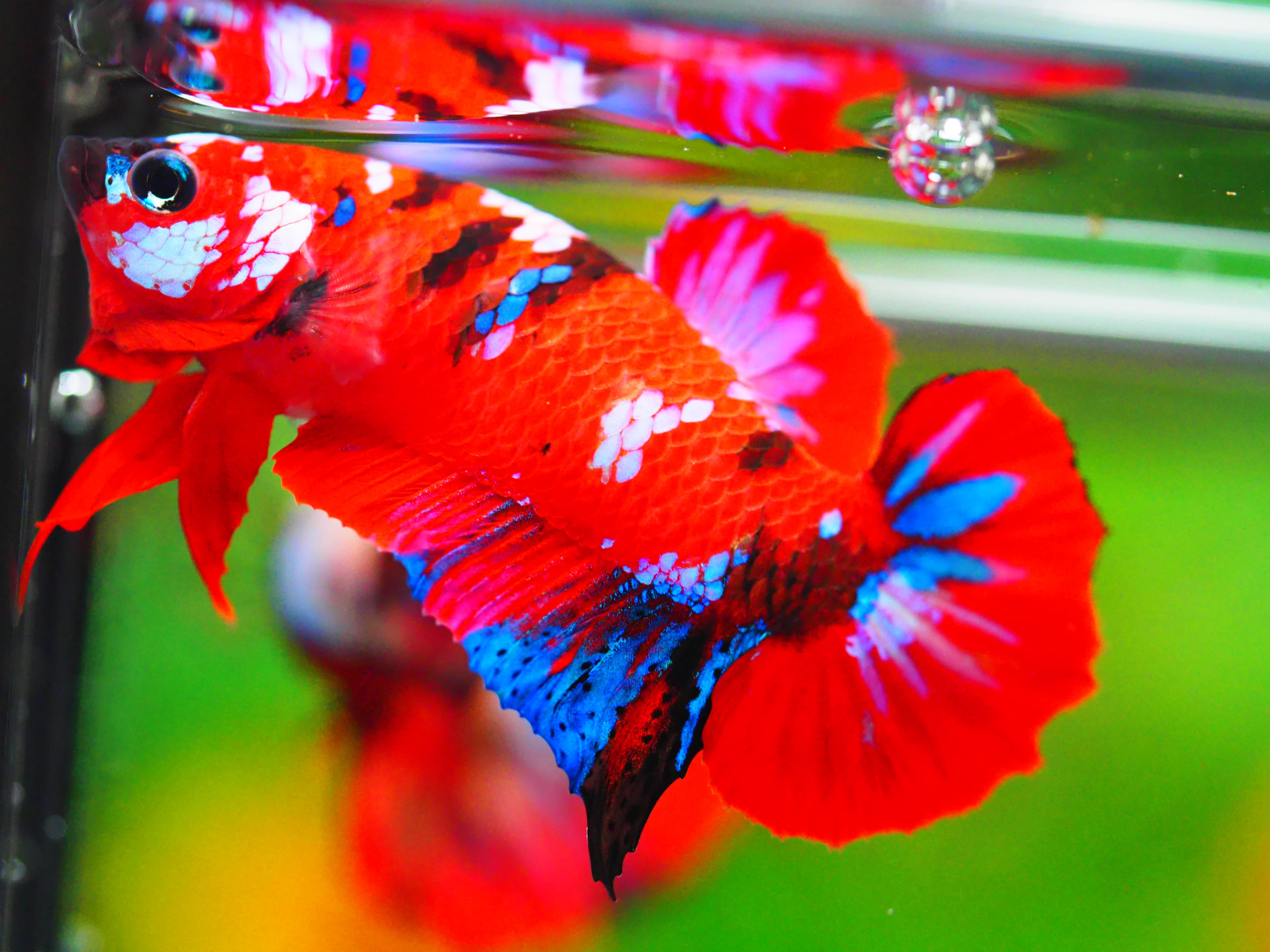 HMPK KOI GALAXY MALE GRADE A +++