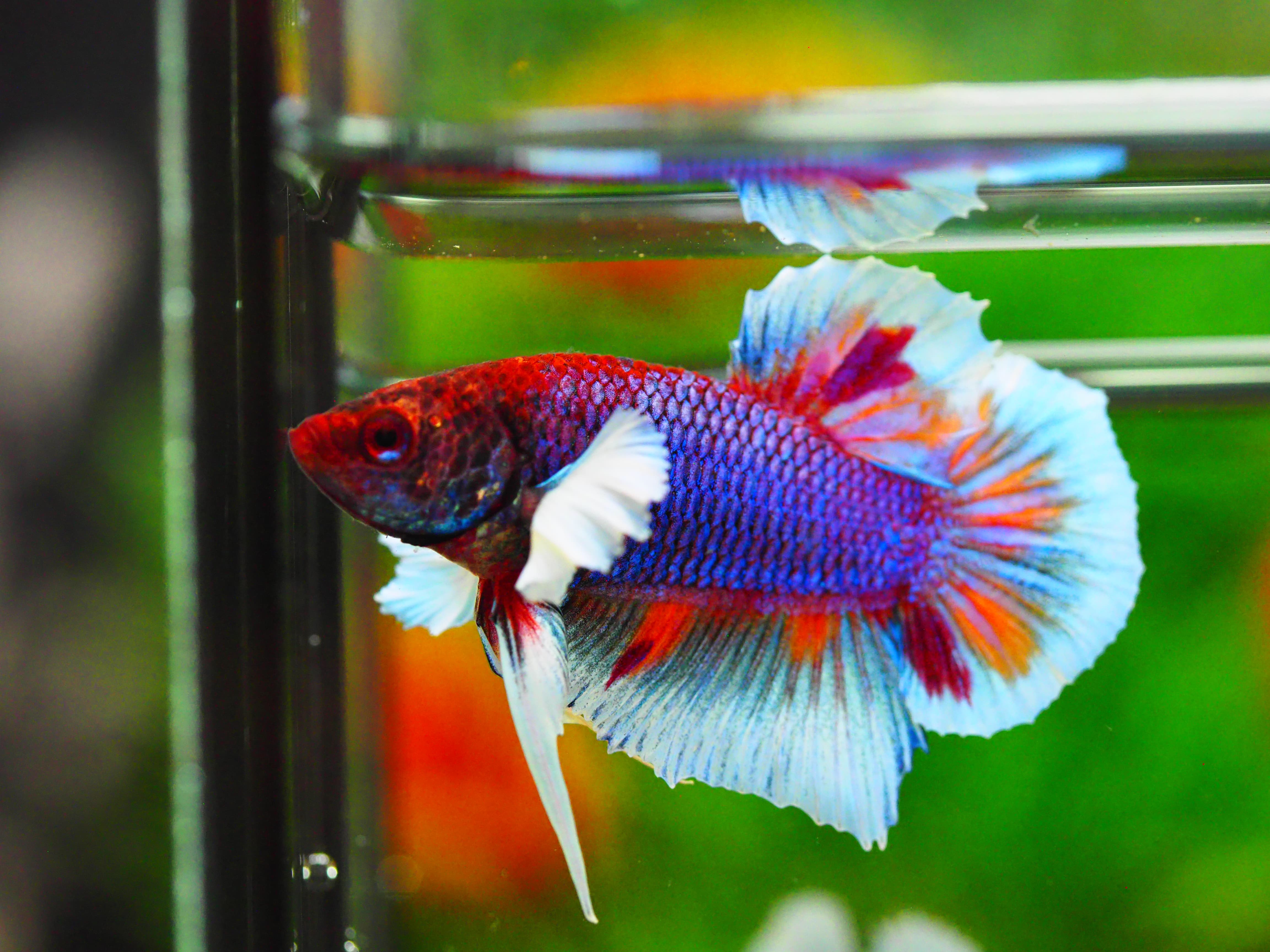 HMPK DUMBO MALE GRADE A +++