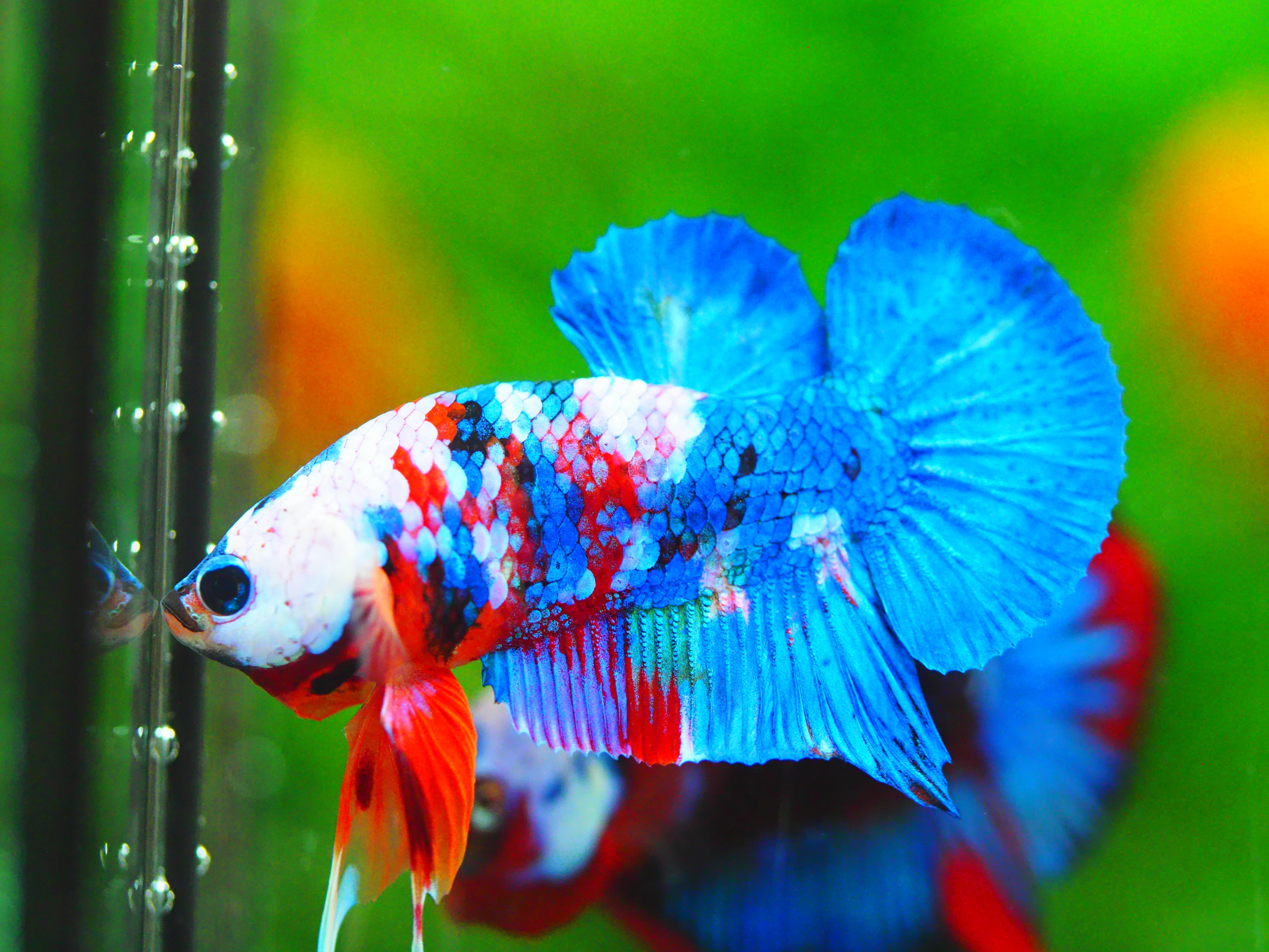 HMPK KOI GALAXY MALE GRADE A +++