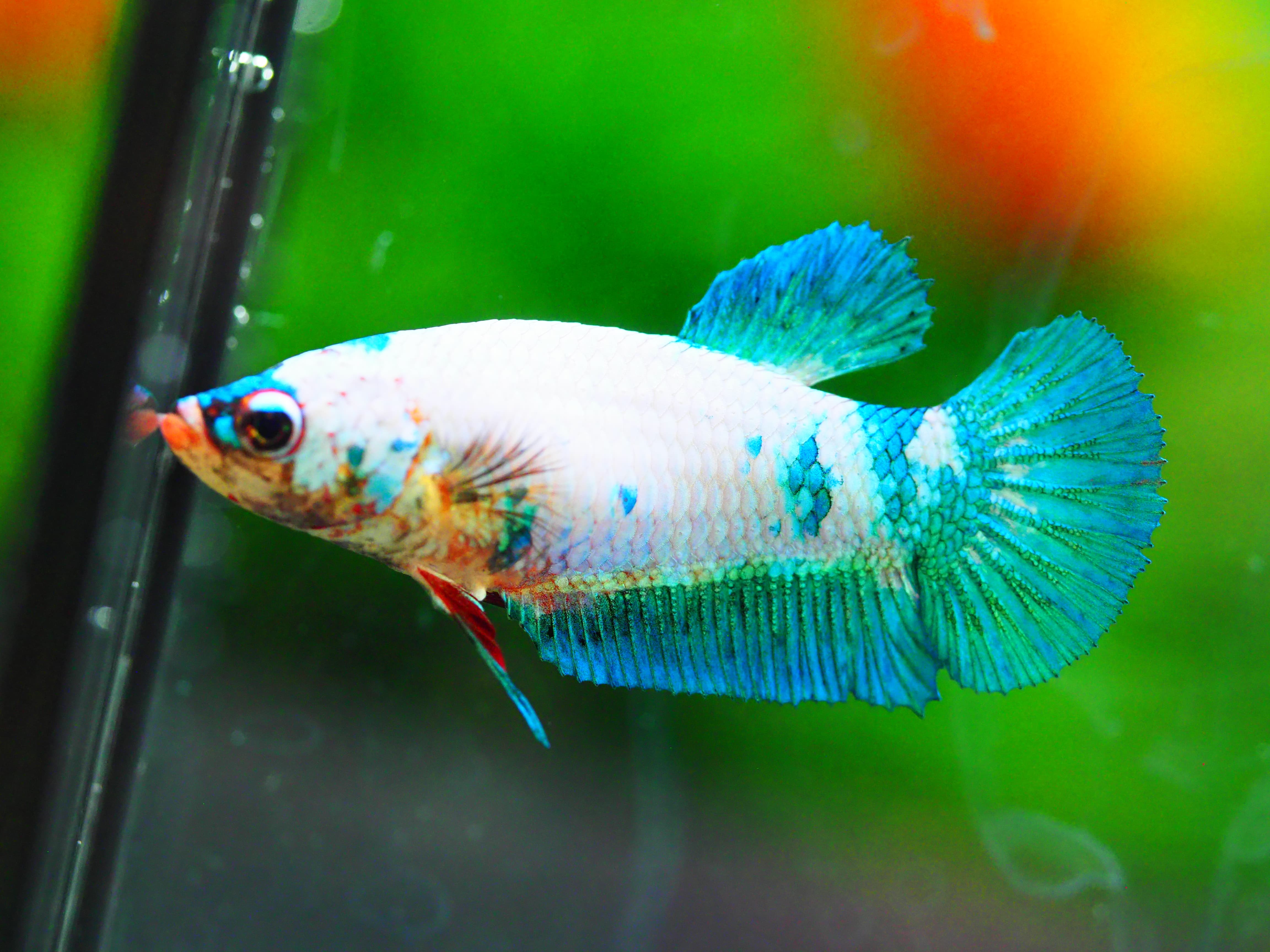 HMPK FANCY FNMALE GRADE A +++