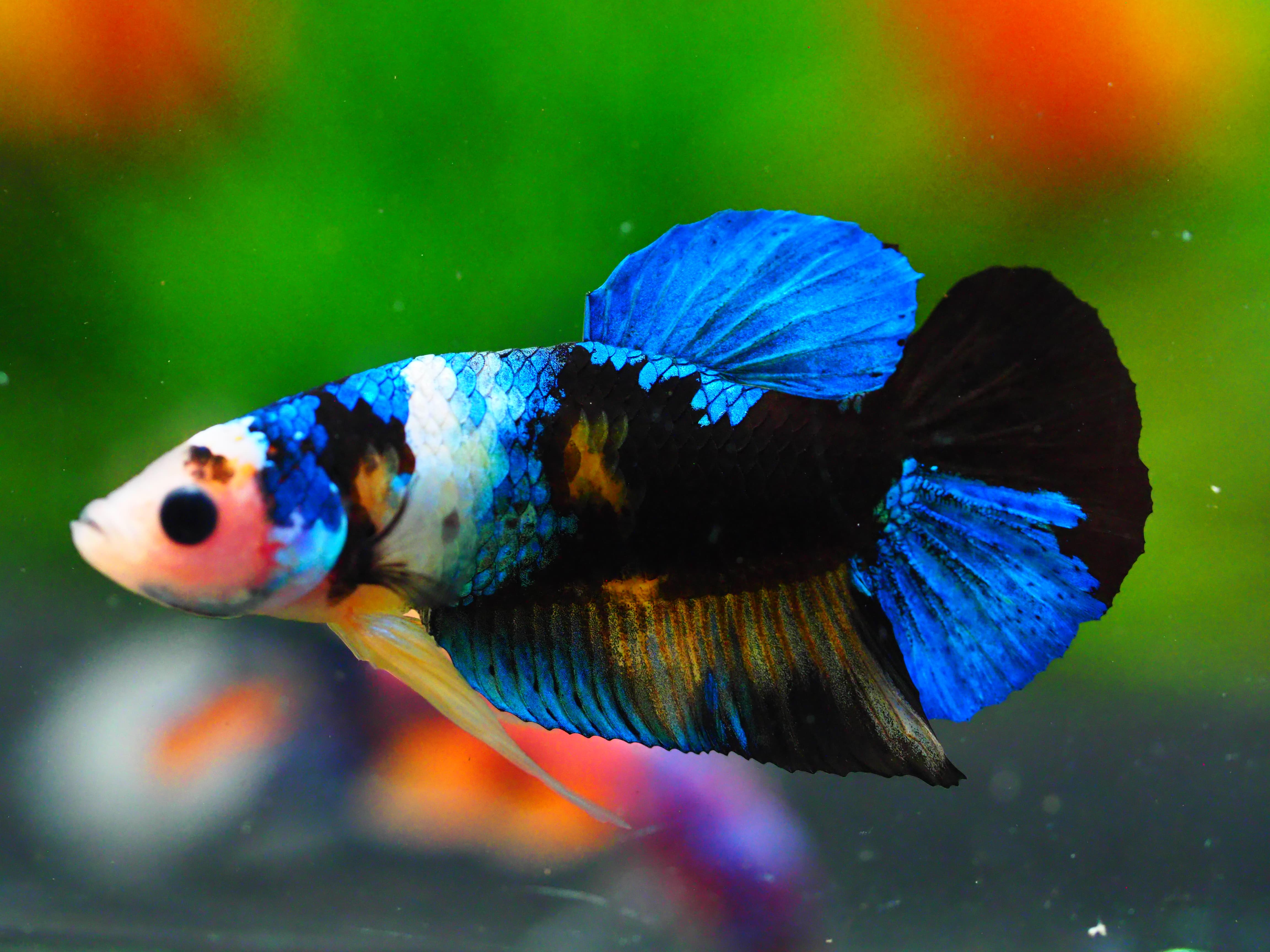 HMPK KOI GALAXY MALE GRADE A +++