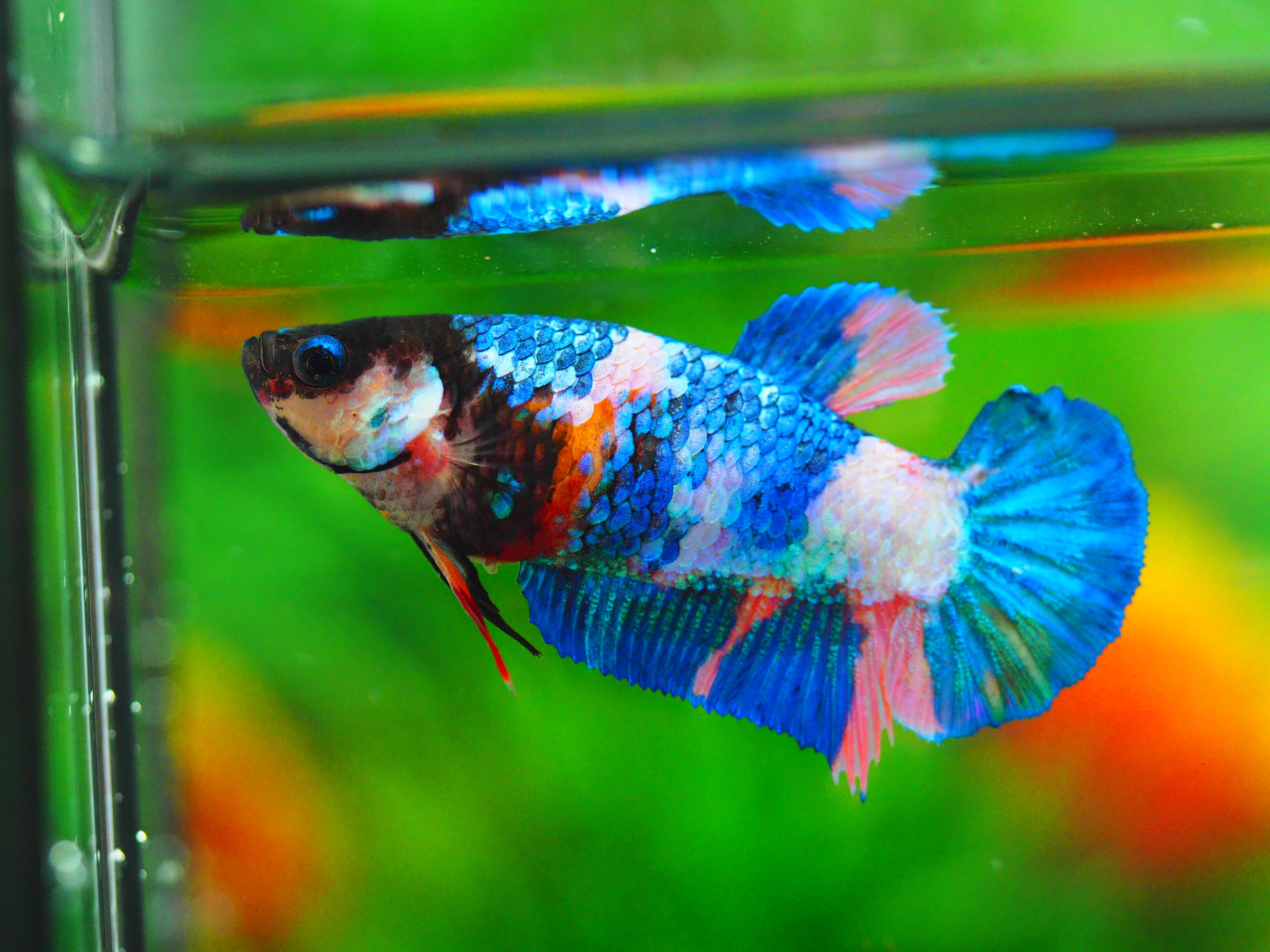HMPK KOI GLAXY GRADE A++ FEMALE