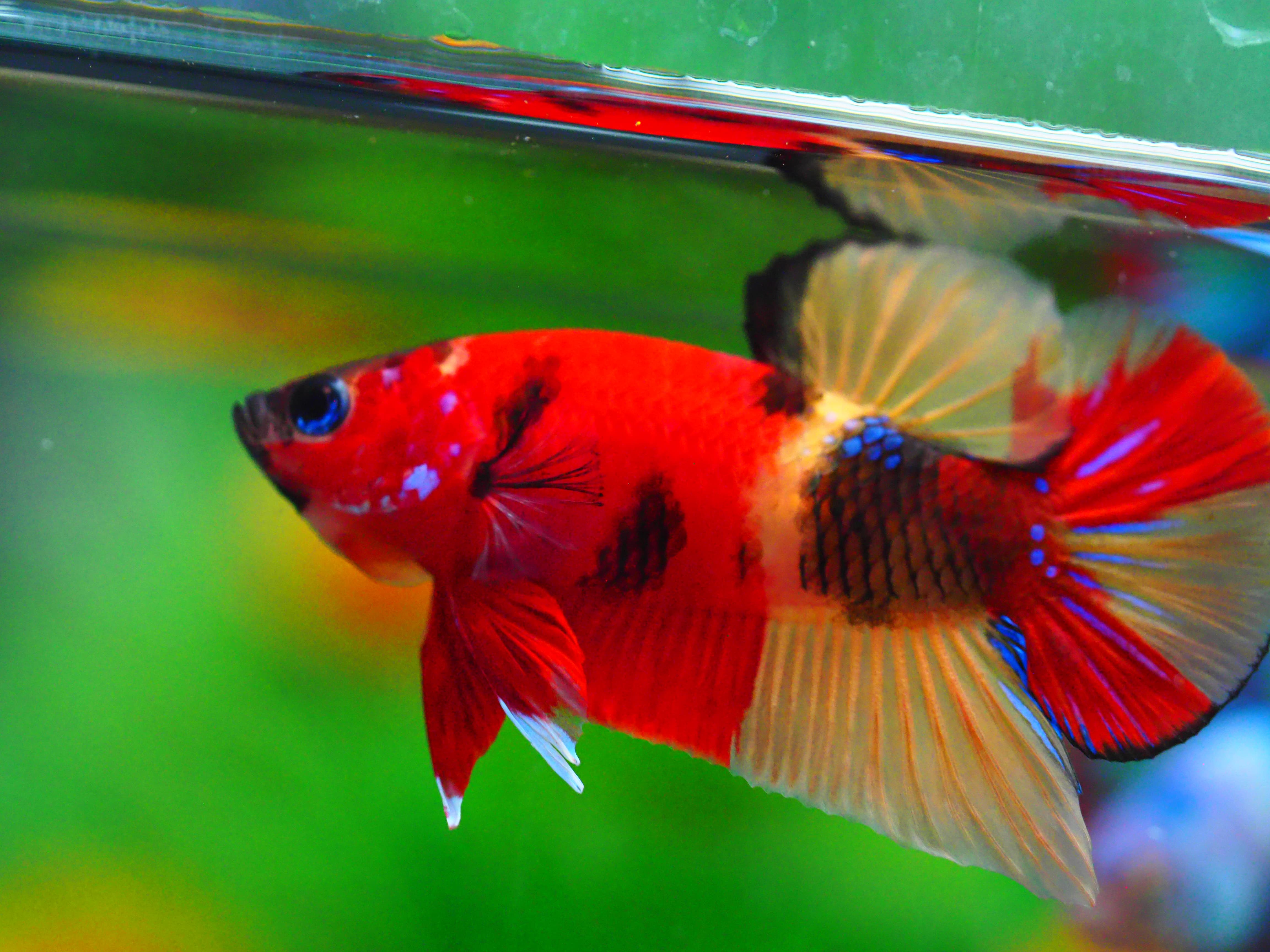 HMPK NEMO MALE GRADE A +++