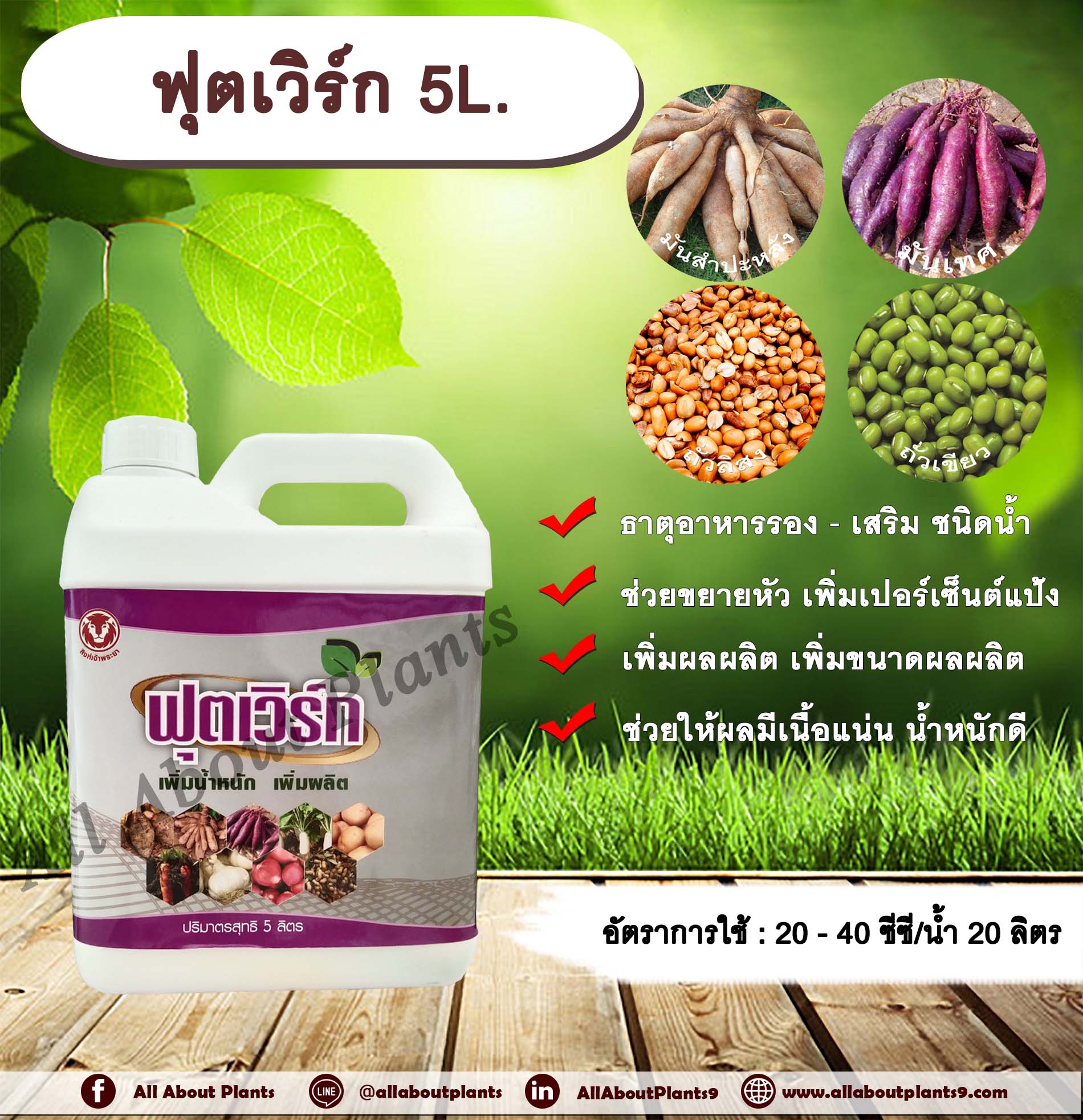ฟุตเวิร์ก 5L. ขยายหัวมัน มันหัวโต เพิ่มเปอร์เซ็นต์แป้ง เพิ่มผลผลิต เพิ่มขนาดผลผลิตช่วยให้ผลมีเนื้อแน่น น้ำหนักดี ธาตุอาหารรอง ธาตุอาหารเสริม ชนิดน้ำ allaboutplants ชิ้น