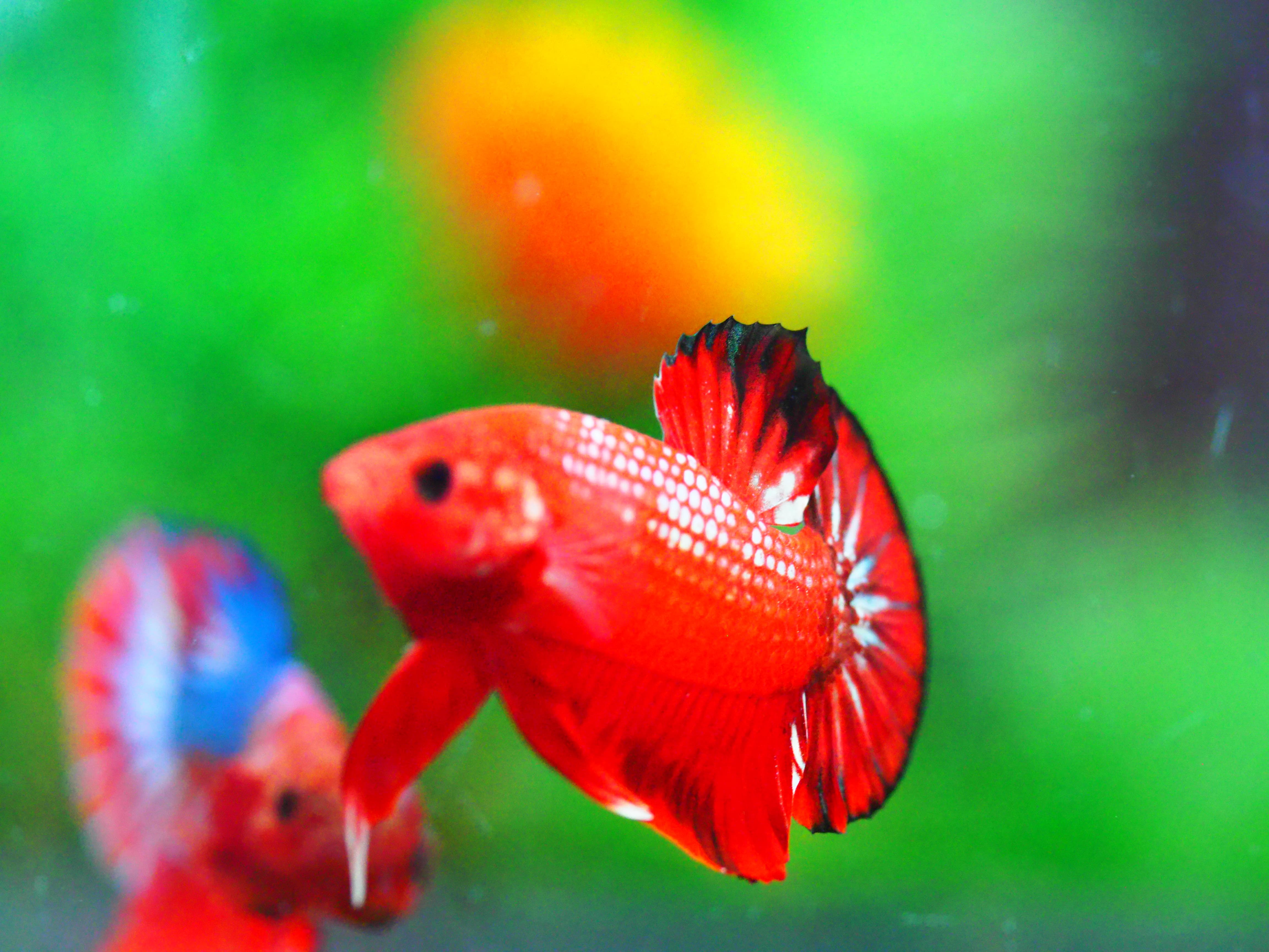 HMPK FANCY MALE GRADE A +++