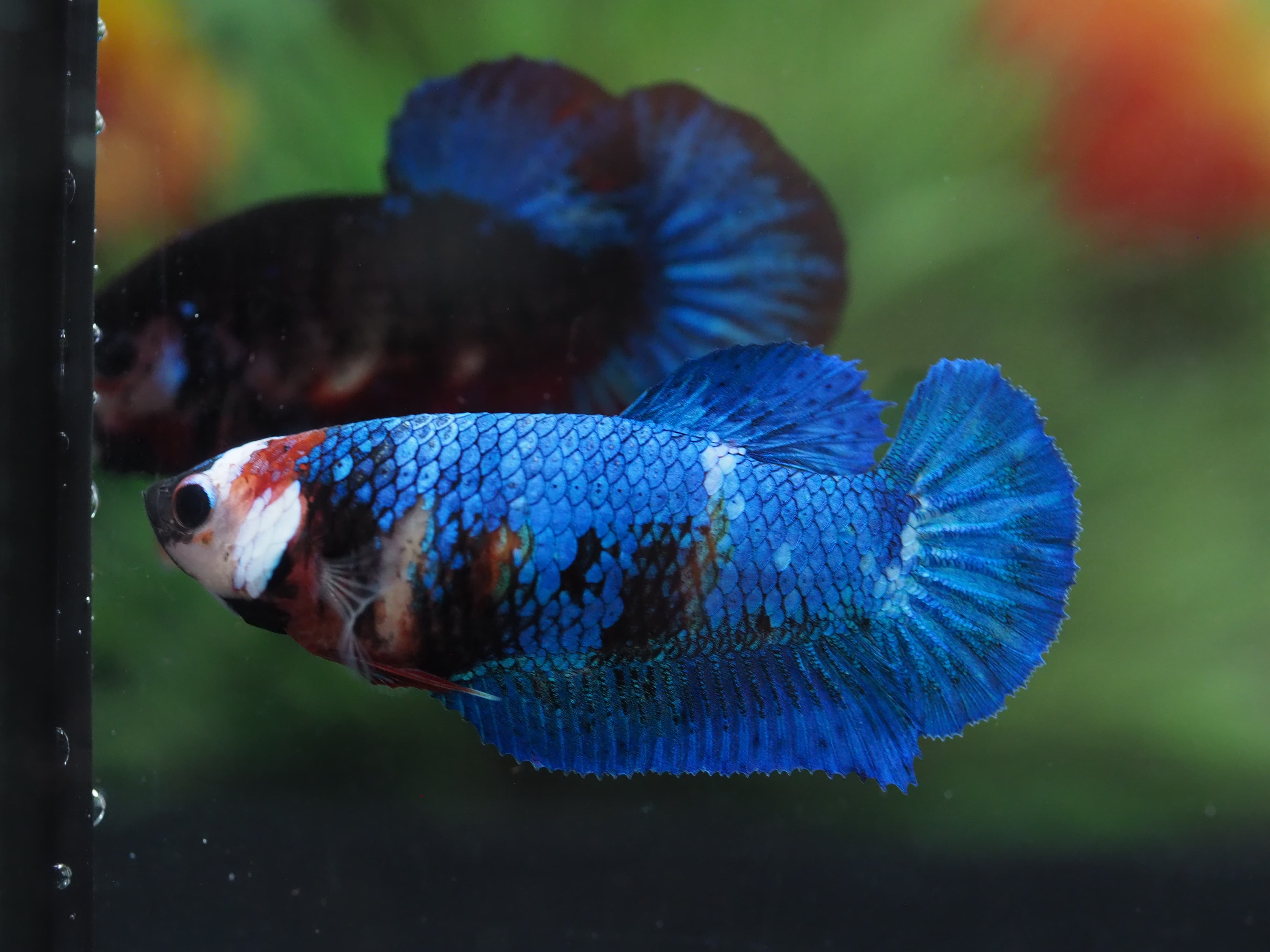 HMPK KOI FANCY GRADE A++ FEMALE