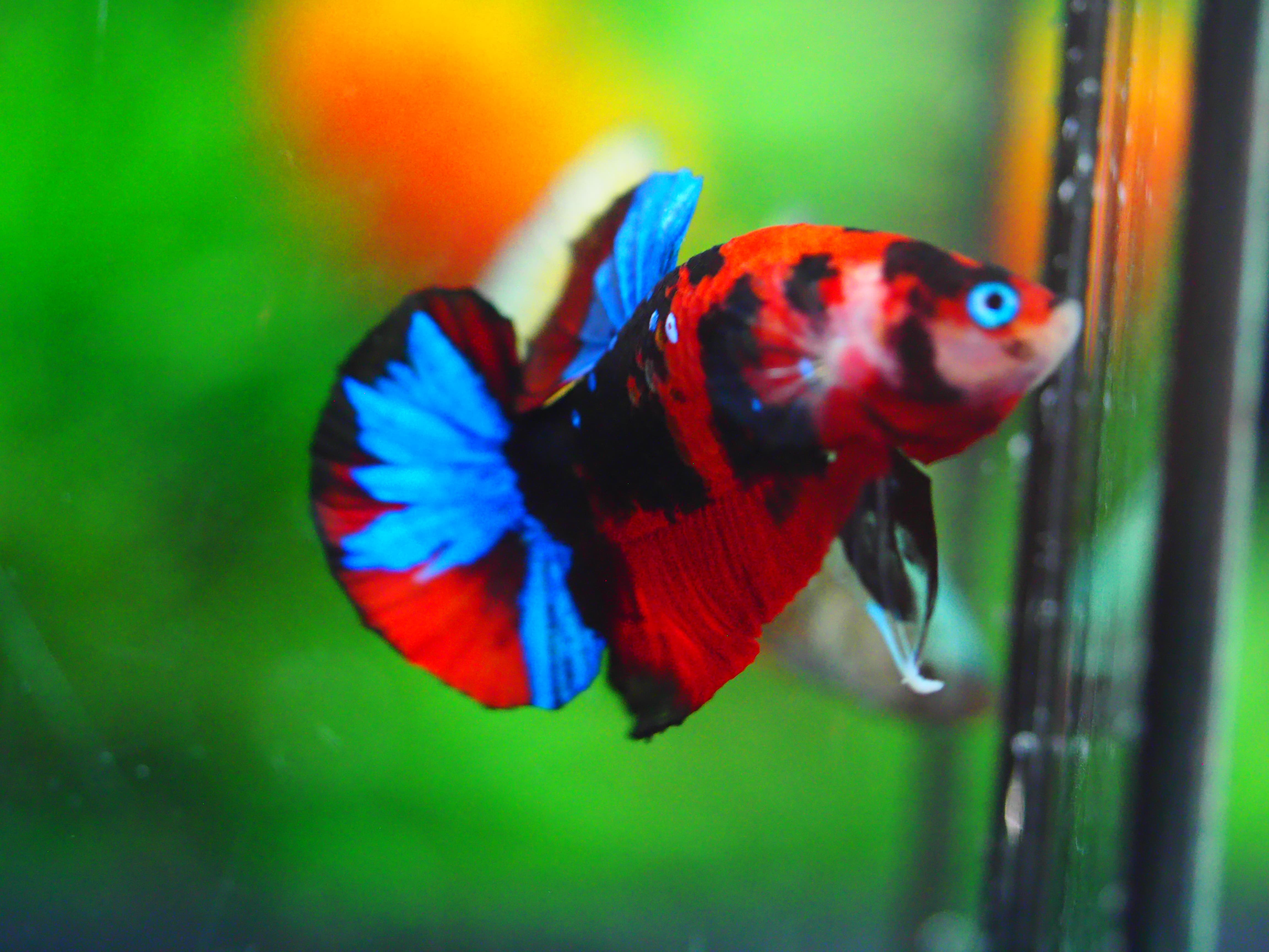 HMPK KOI GALAXY MALE GRADE A +++