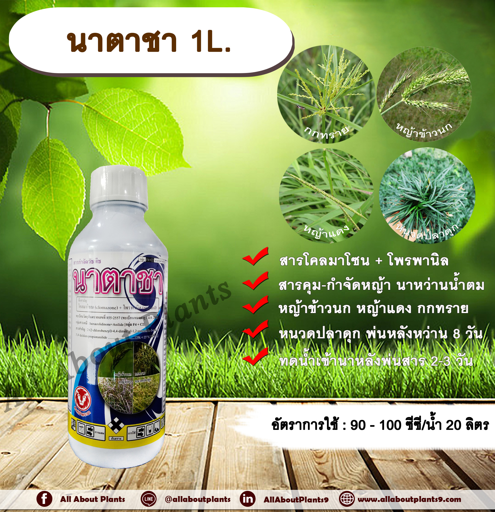 นาตาชา 1L. โคลมาโซน+โพรพานิล สารคุมวัชพืช สารกำจัดวัชพืช ในข้าวนาหว่านน้ำตม คุมและกำจัดหญ้าใบแคบ หญ้าใบกว้าง กก ชิ้น