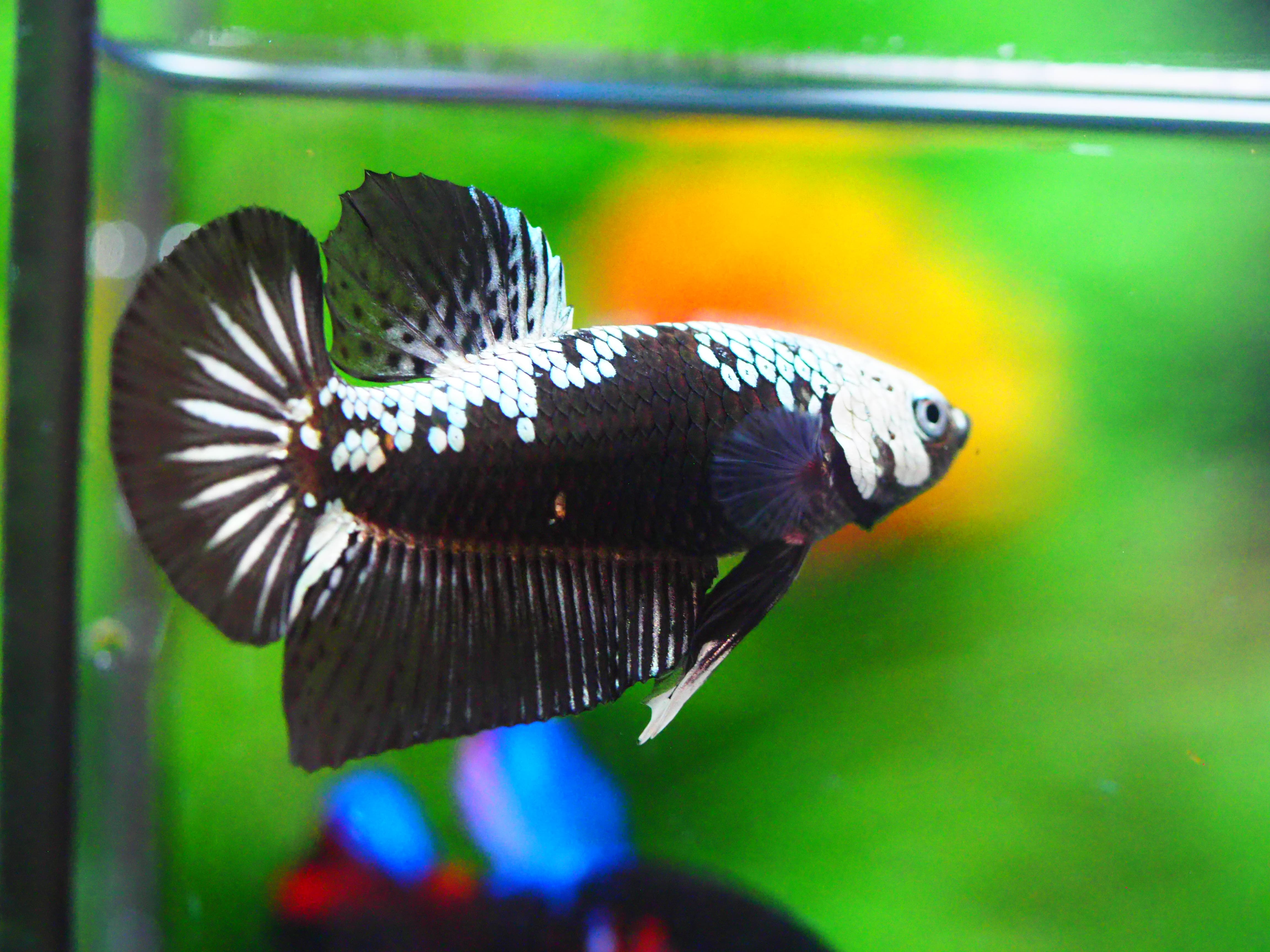 HMPK BLACK DRAGON MALE GRADE A +++