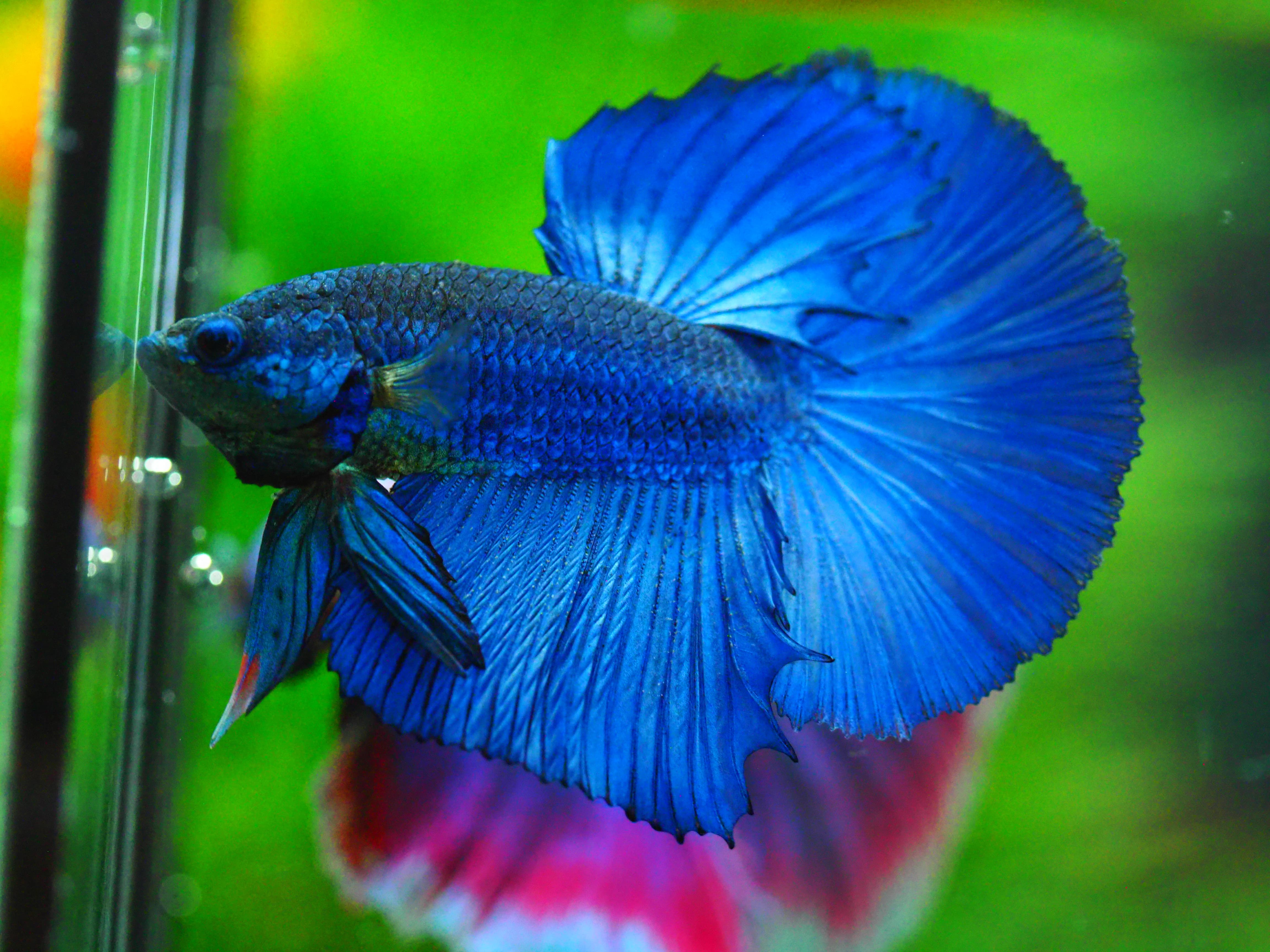 HM FANCY MALE GRADE A +++