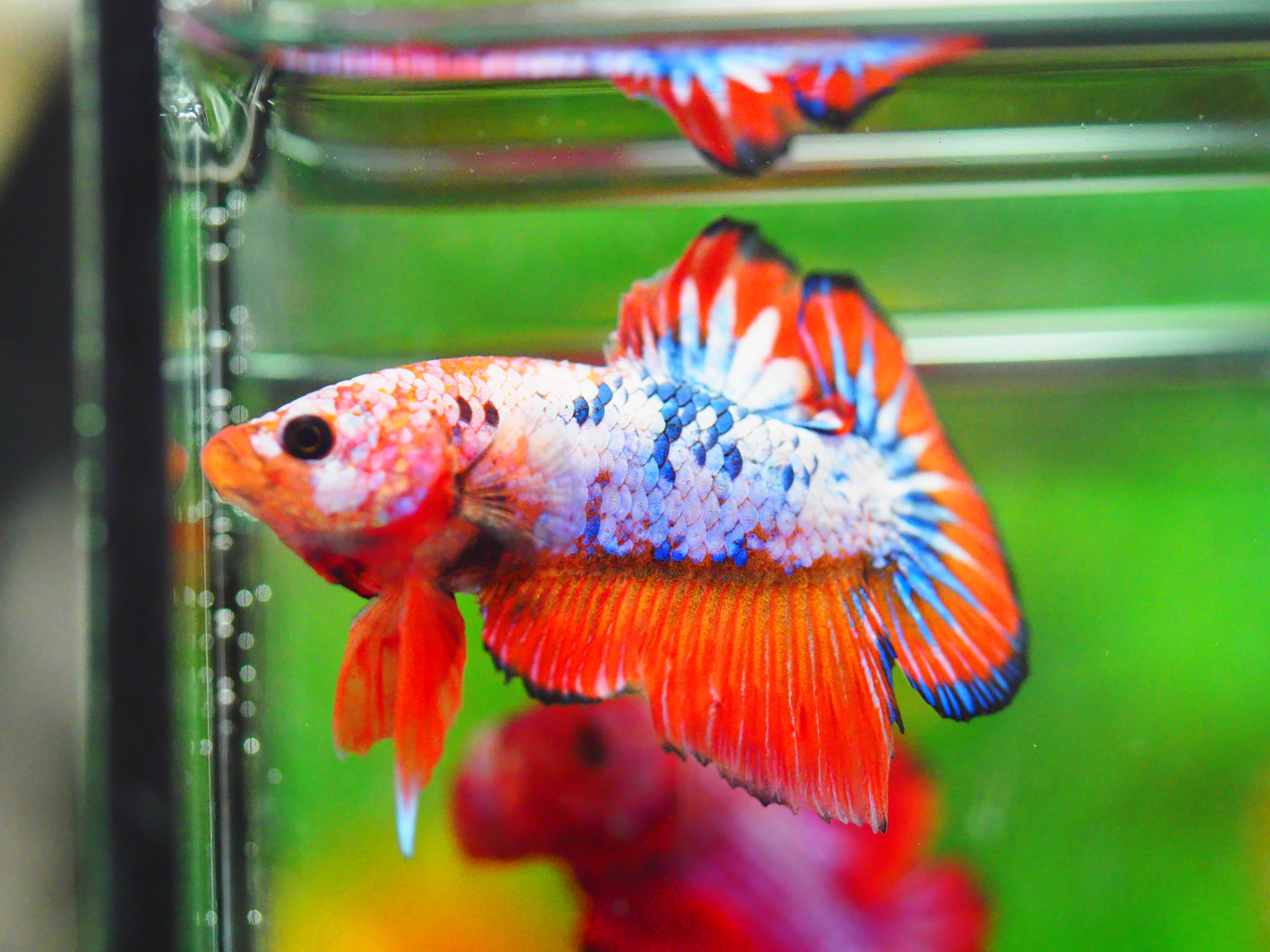 HMPK FANCY MALE GRADE A +++