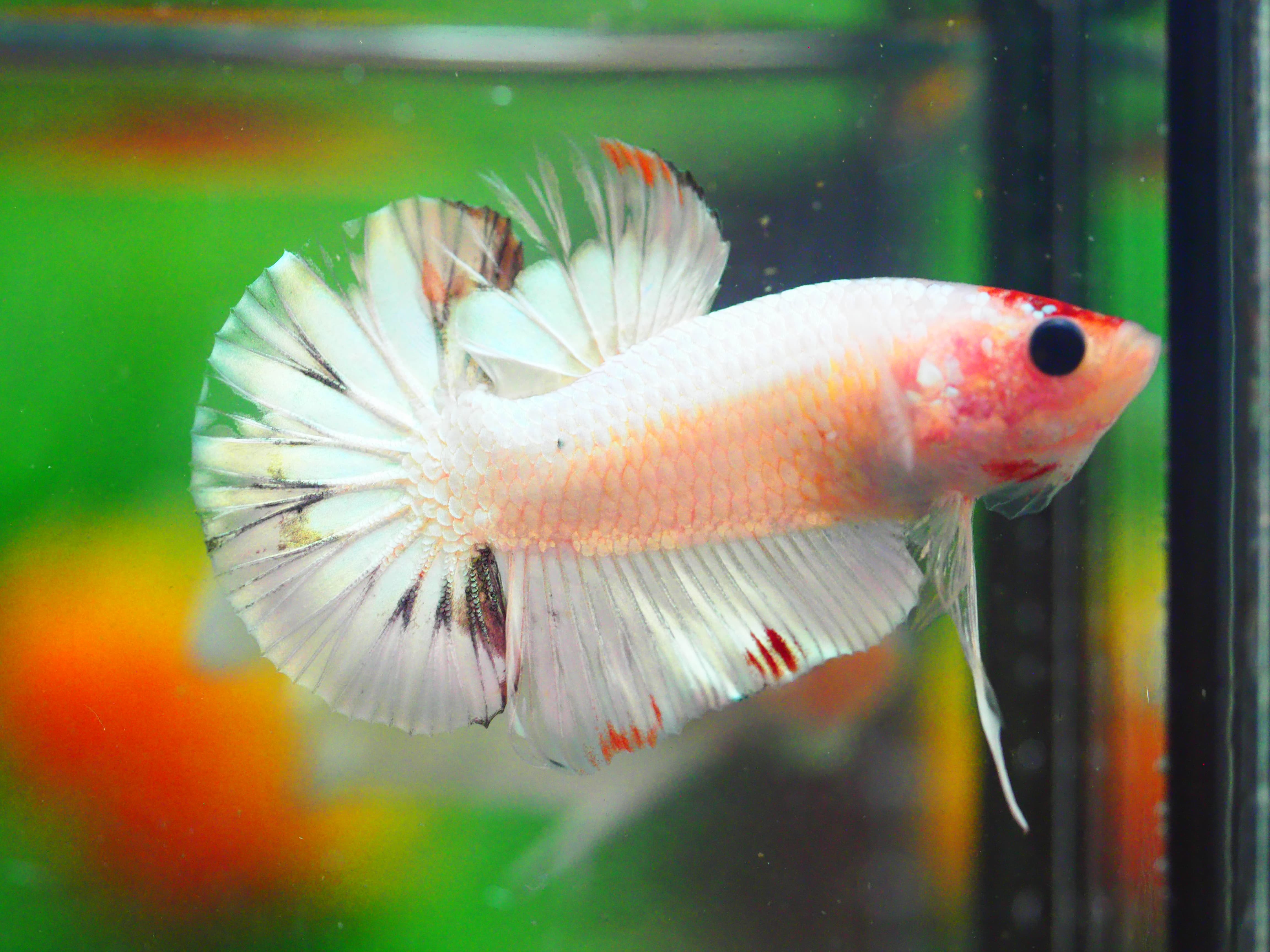 HMPK FANCY MALE GRADE A +++