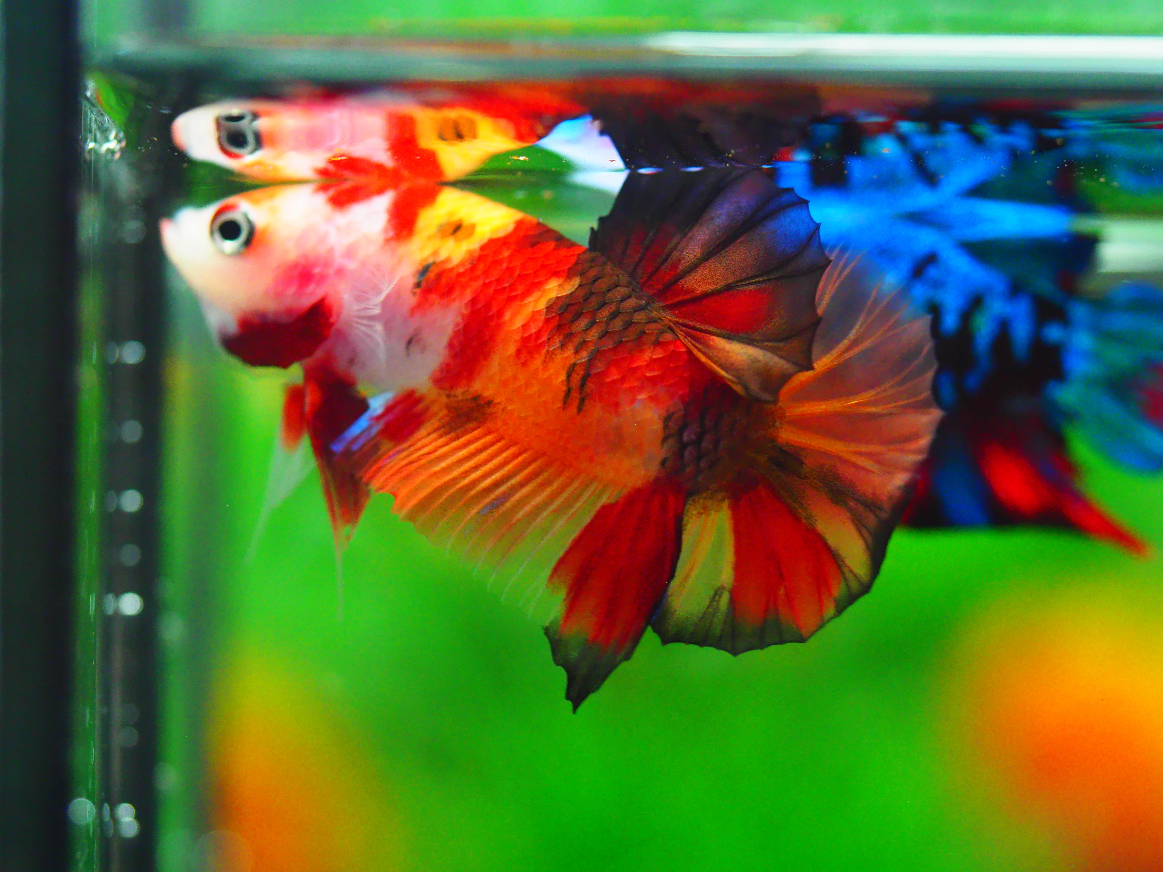 HMPK NEMO MALE GRADE A +++