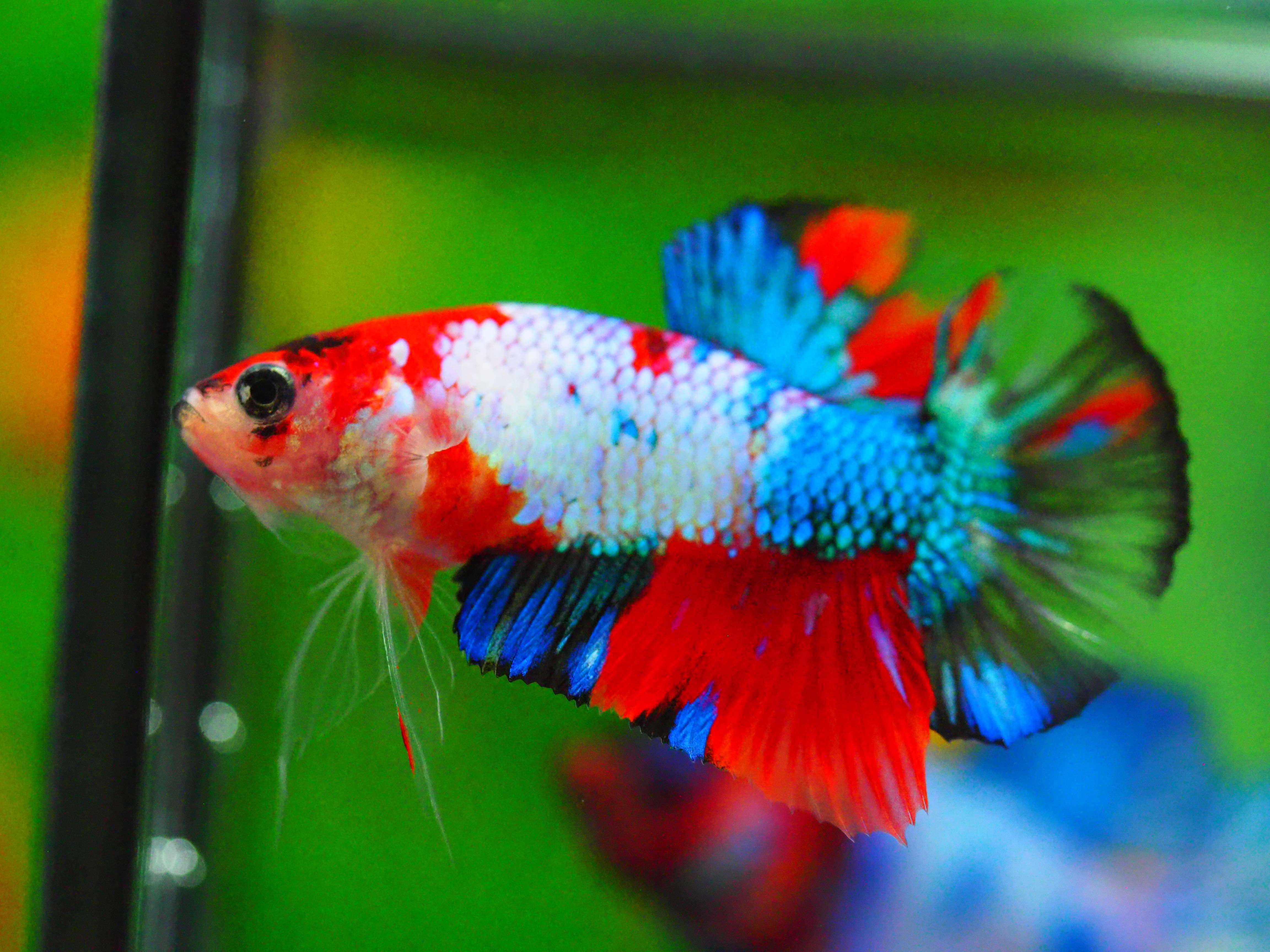 HMPKKOI GALAXY MALE GRADE A +++