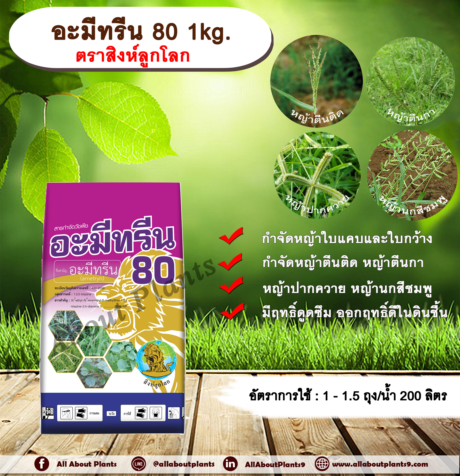 อะมีทรีน 80 1kg. ตราสิงห์ลูกโลก อะมีทรีน อามีทรีน สารกำจัดวัชพืช กำจัดหญ้า ใบแคบและใบกว้าง แบบดูดซึม ชนิดผง กำจัดหญ้า หญ้าตีนติด หญ้าตีนกา หญ้าปากควาย หญ้านกสีชมพู หญ้าตีนนก หญ้าดอกขาว allaboutplants ชิ้น