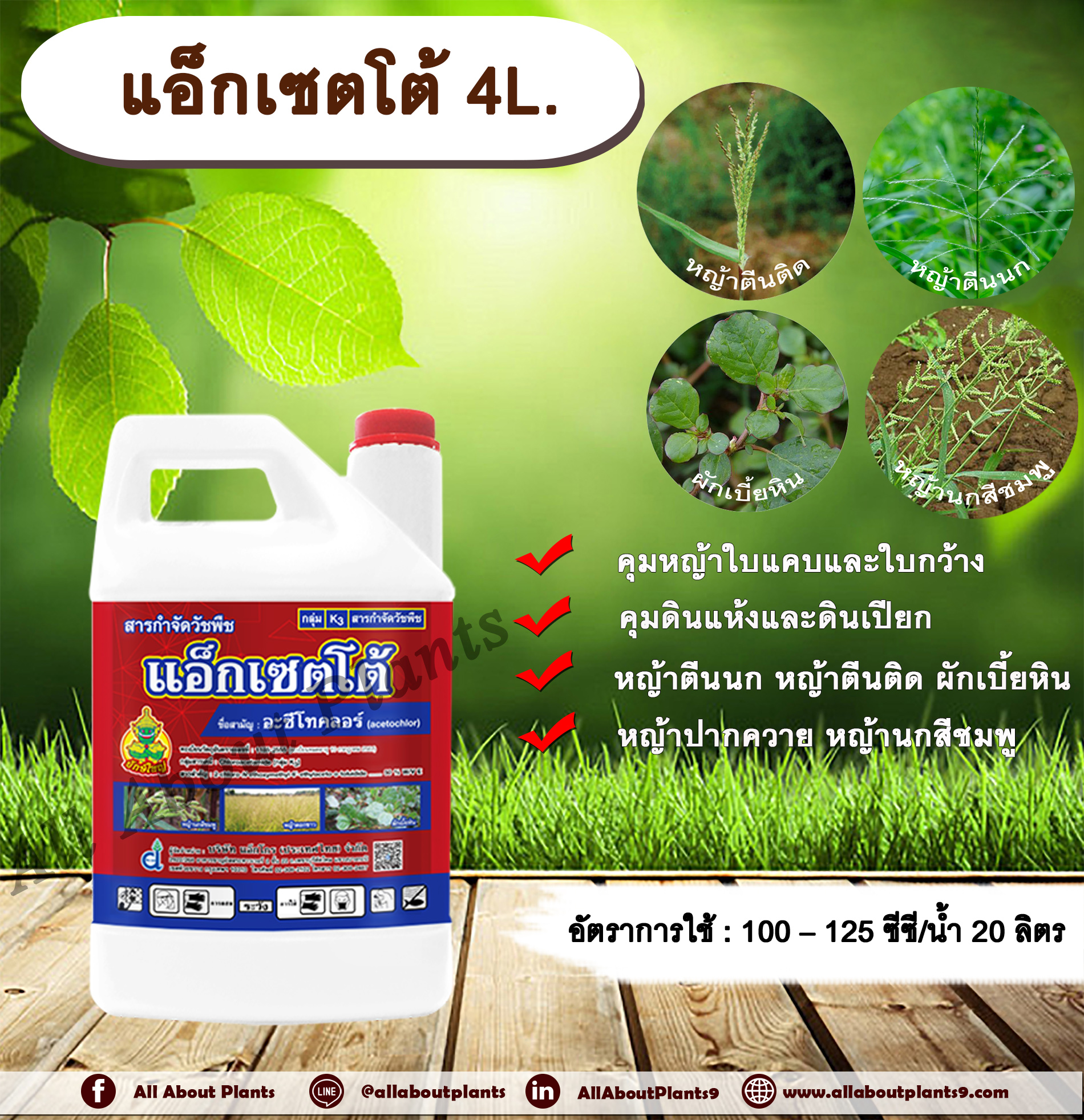 แอ็กเซตโต้ 4L.อะซีโทคลอร์ อะเซโทคลอร์ คุมหญ้า คุมวัชพืช คุมแห้ง สารกำจัดวัชพืช ใบแคบ ใบกว้าง หญ้าตีนติด หญ้าตีนกา หญ้านกสีชมพู หญ้าปากควาย ผักเบี้ยหิน ผักโขม allaboutplants ชิ้น