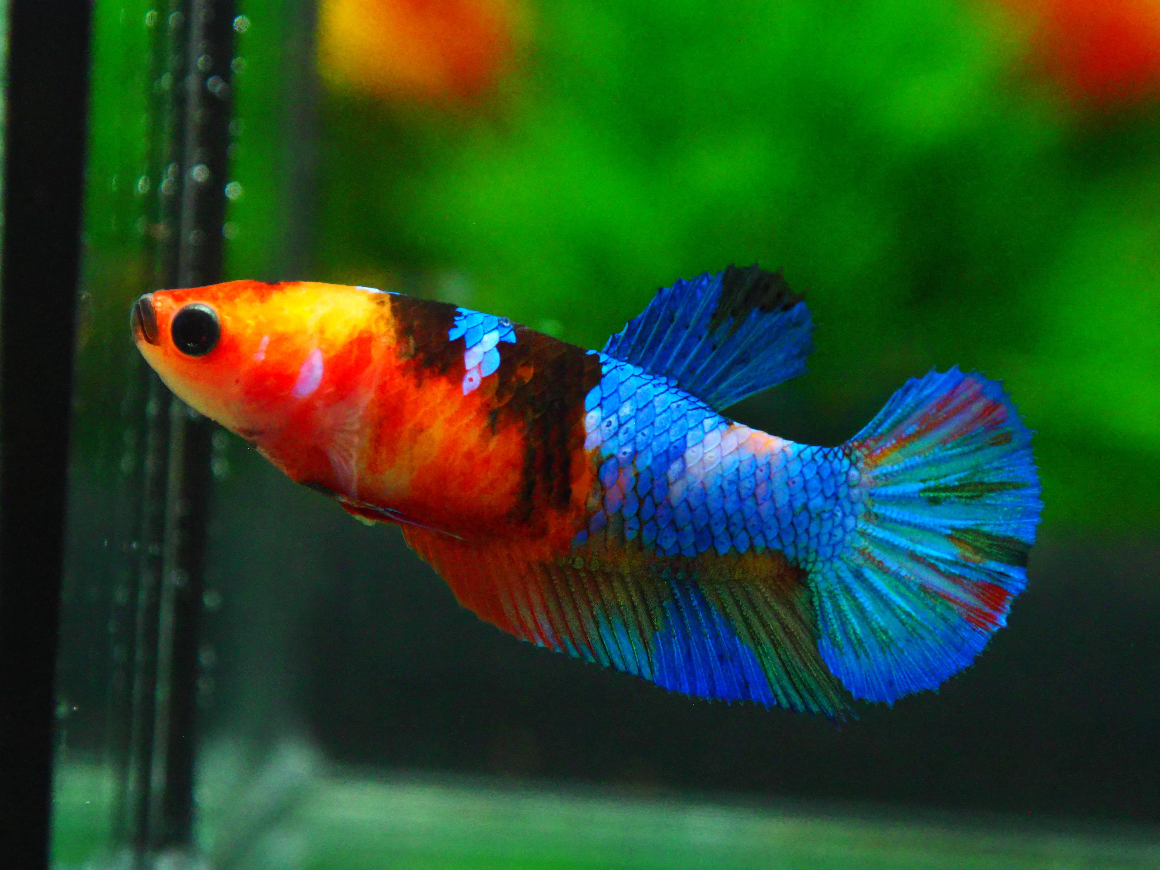 HMPK NEMO GALAXY FN MALE GRADE A +++