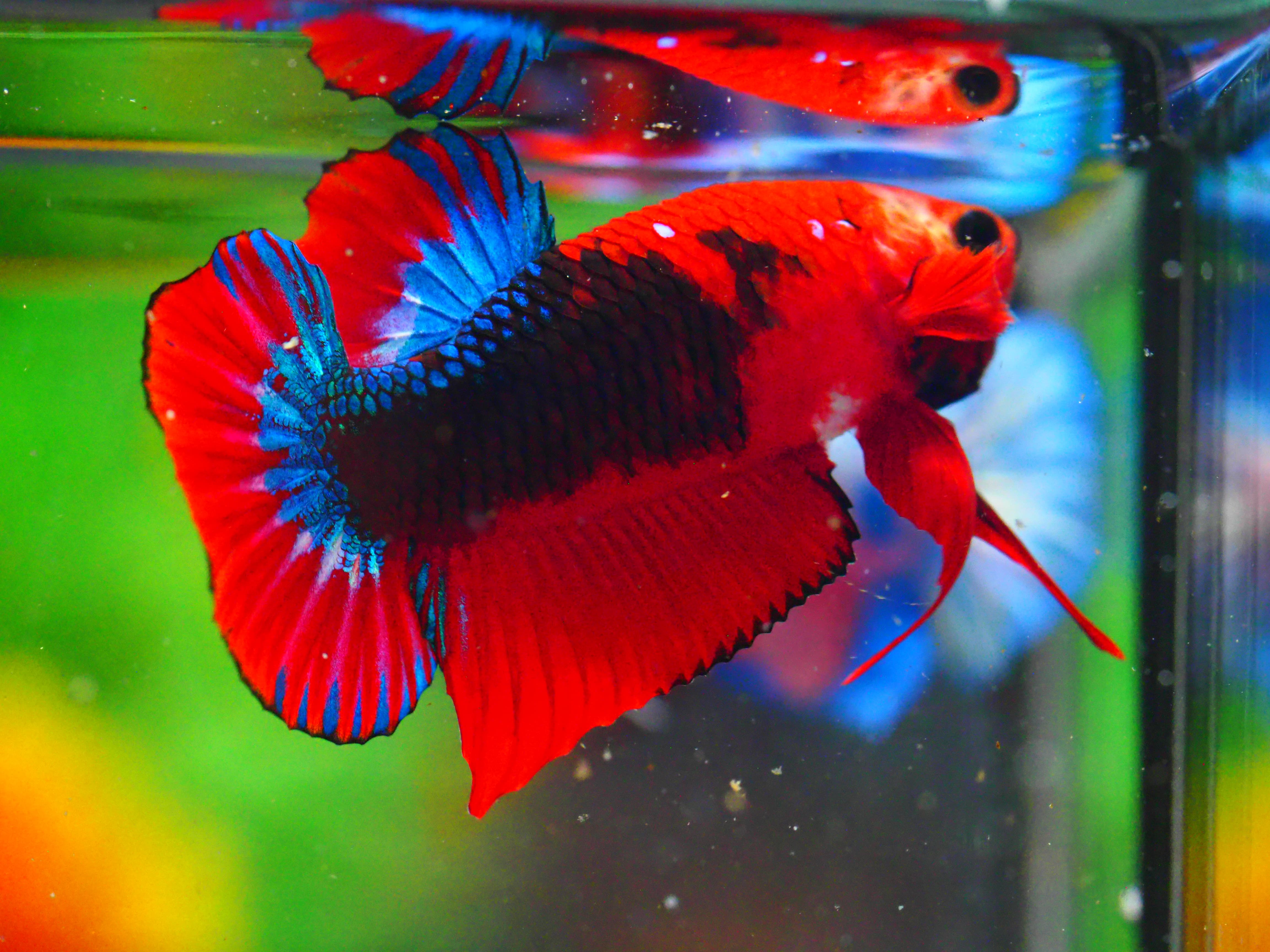 HMPK FANCY MALE GRADE A +++