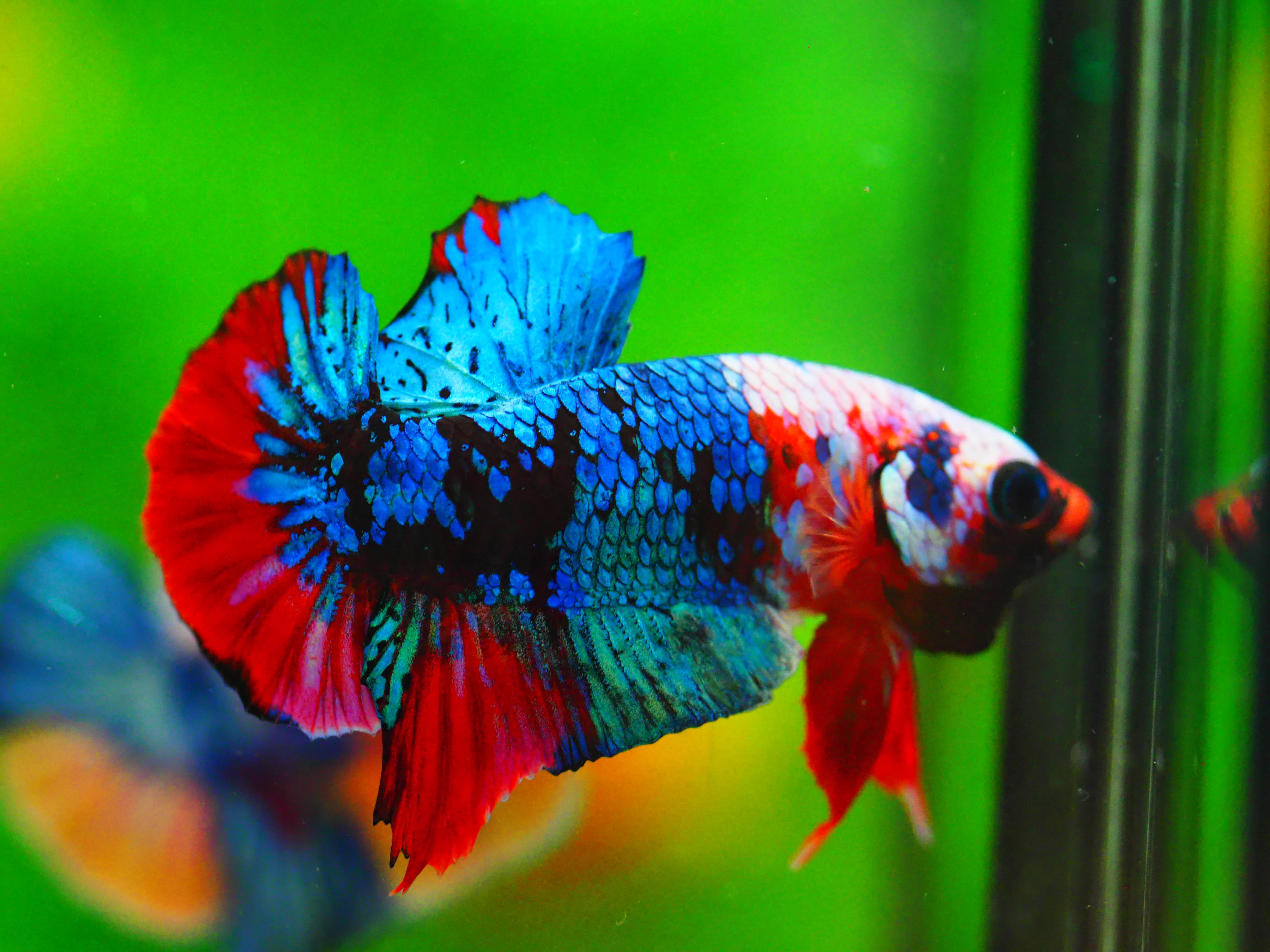 HMPK KOI GALAXY MALE GRADE A +++