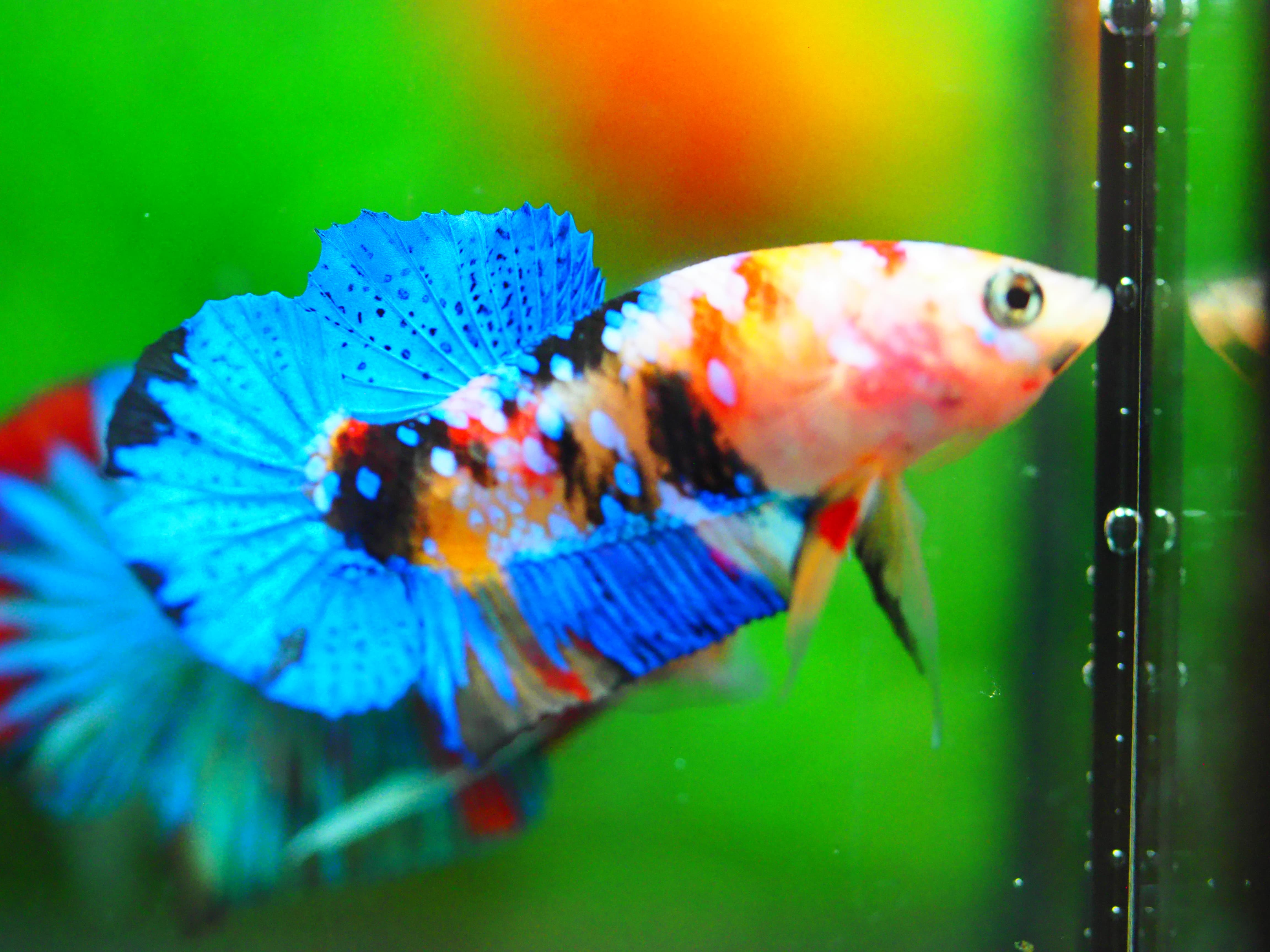 HMPK KOI GALAXY MALE GRADE A +++