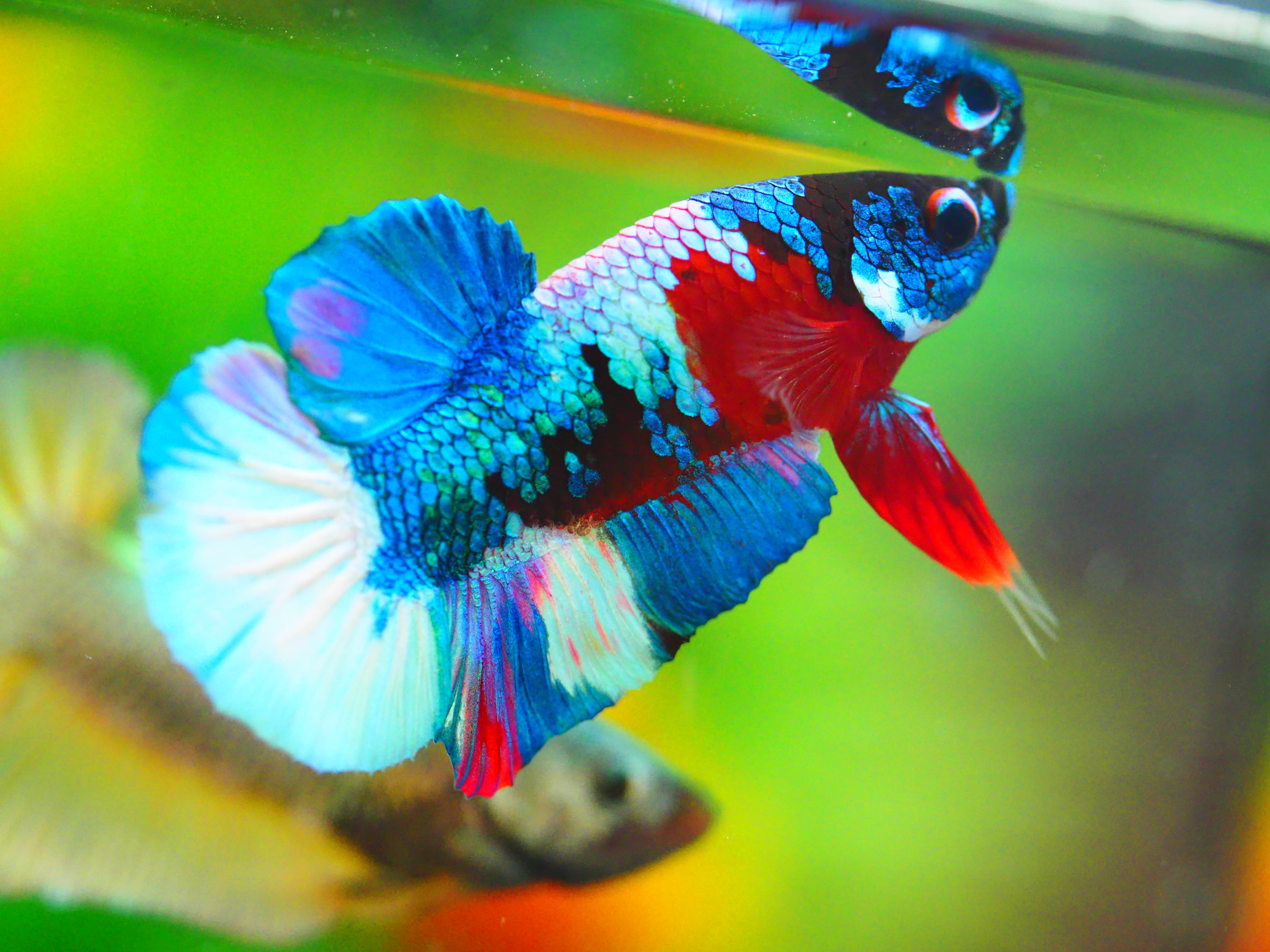 HMPK KOI GALAXY MALE GRADE A +++