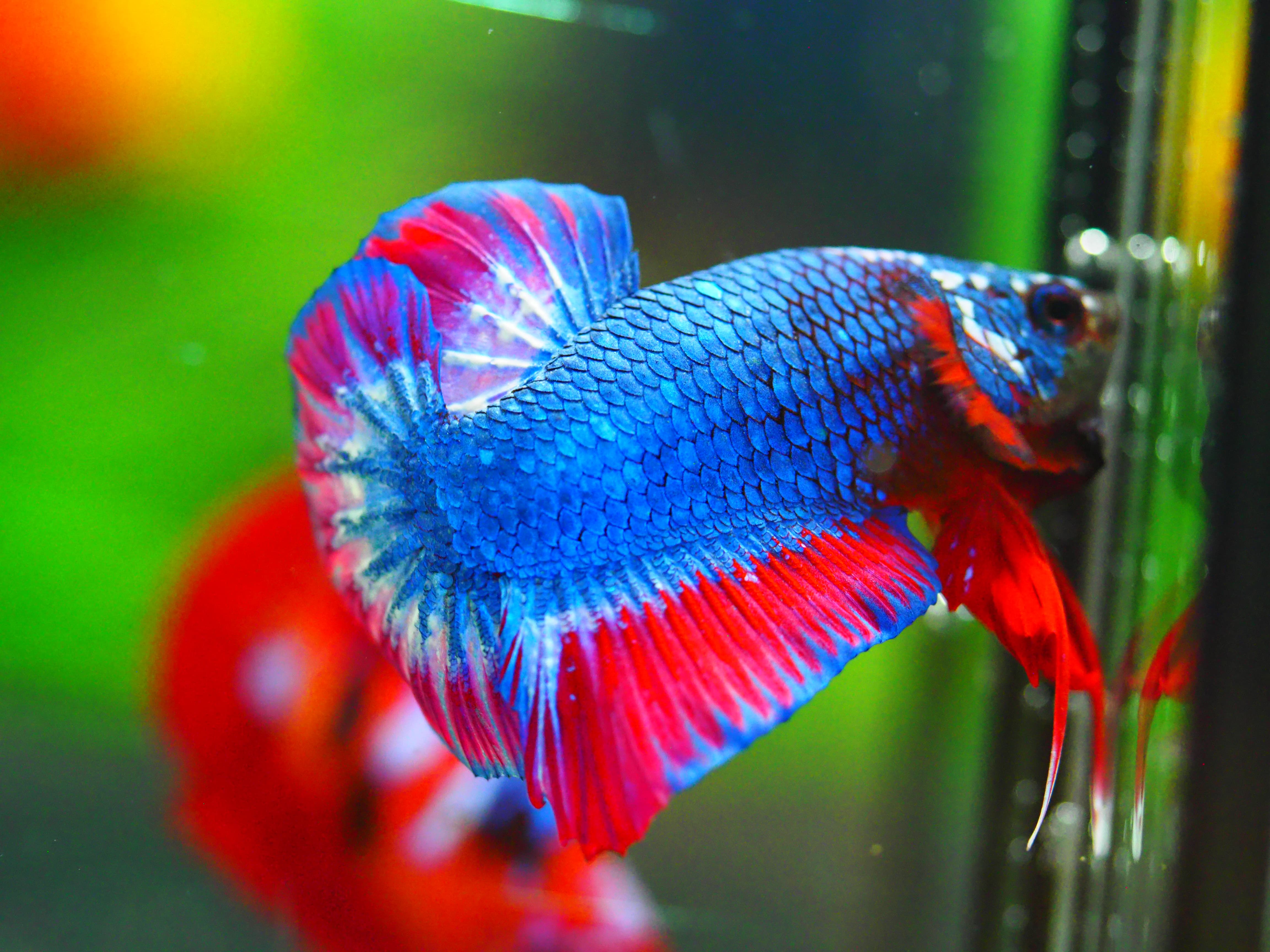 HMPK FANCY MALE GRADE A +++