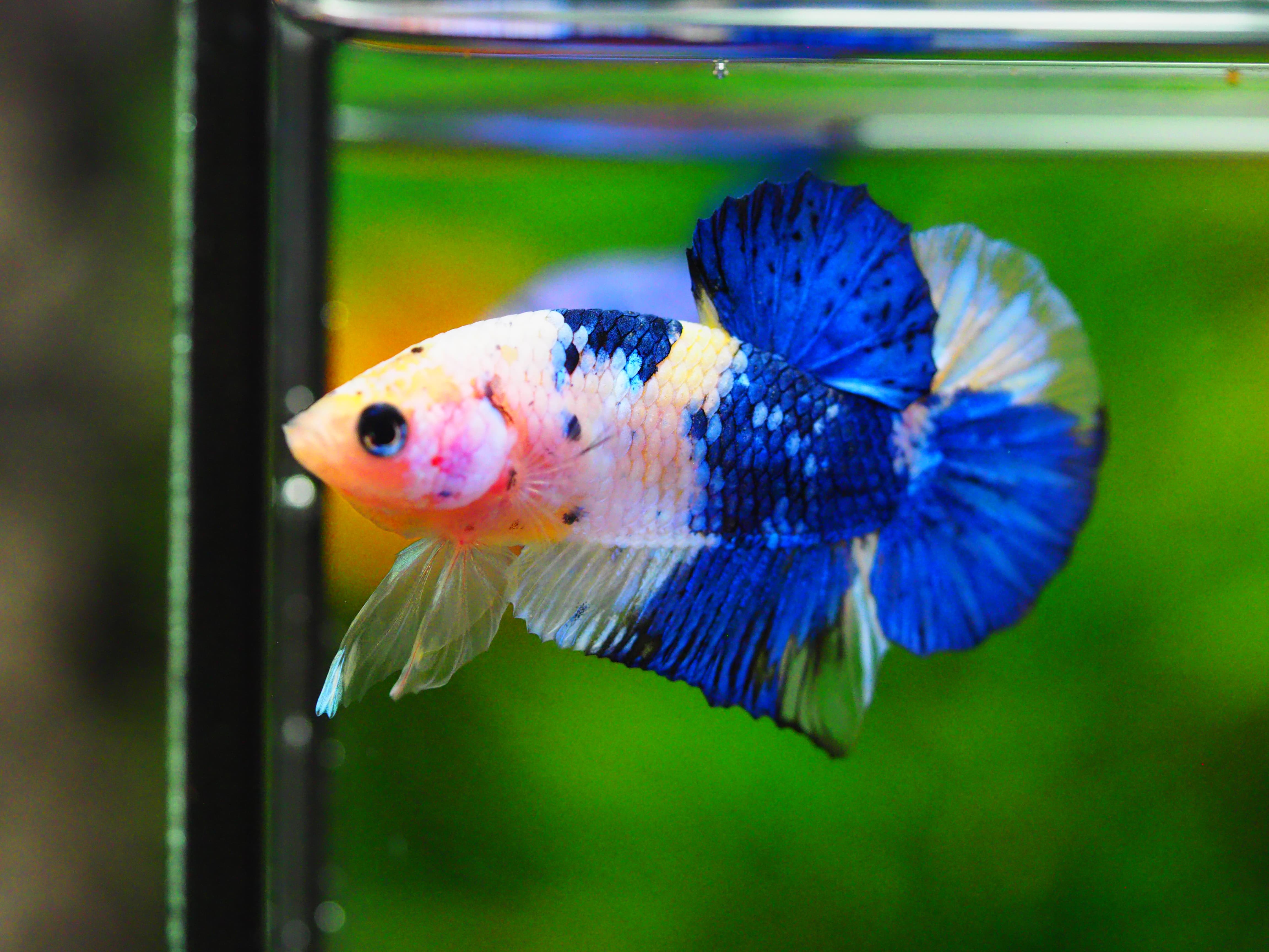 HMPK KOI GALAXY MALE GRADE A +++