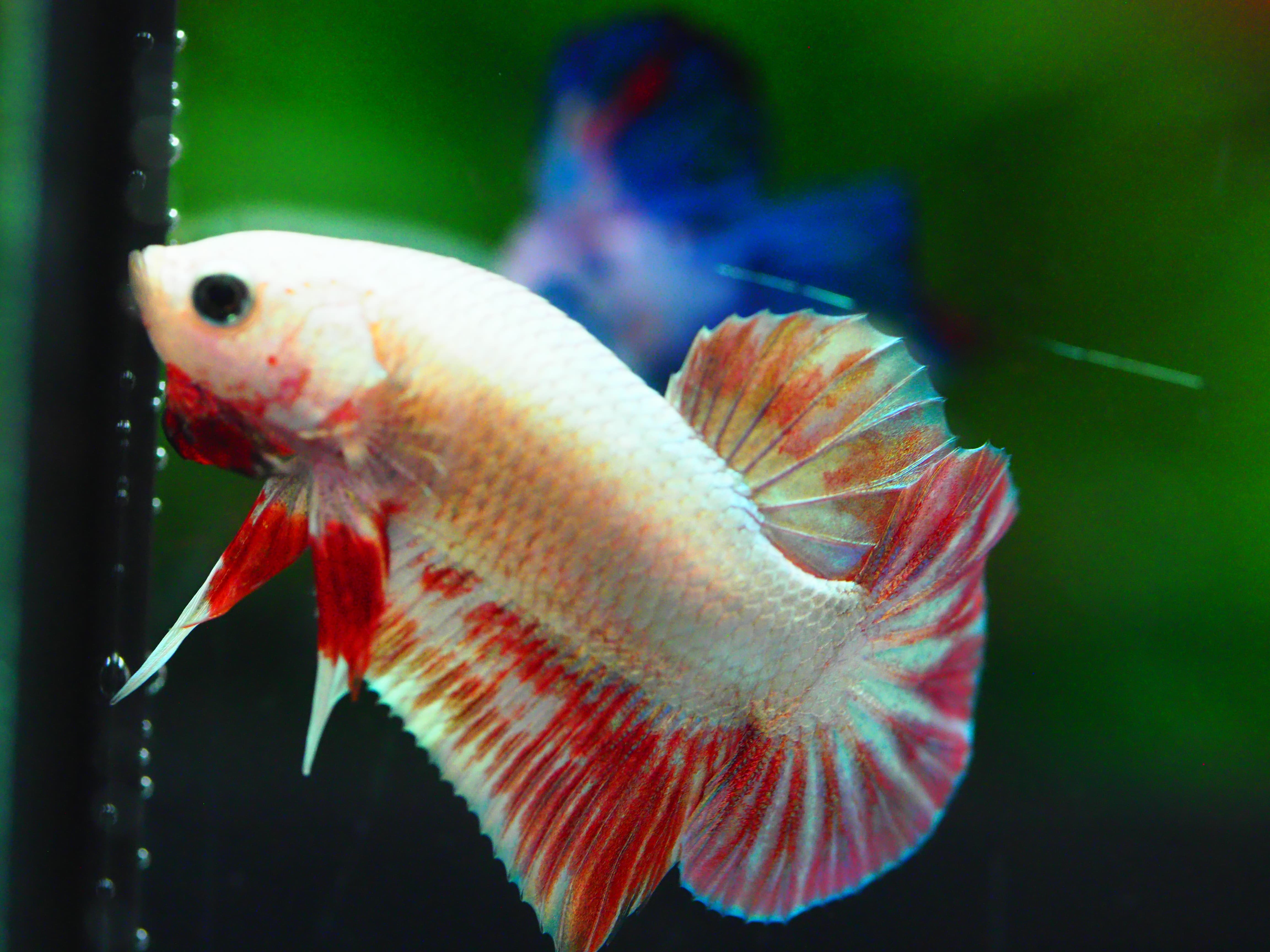 HMPK COPPER RED MALE GRADE A +++