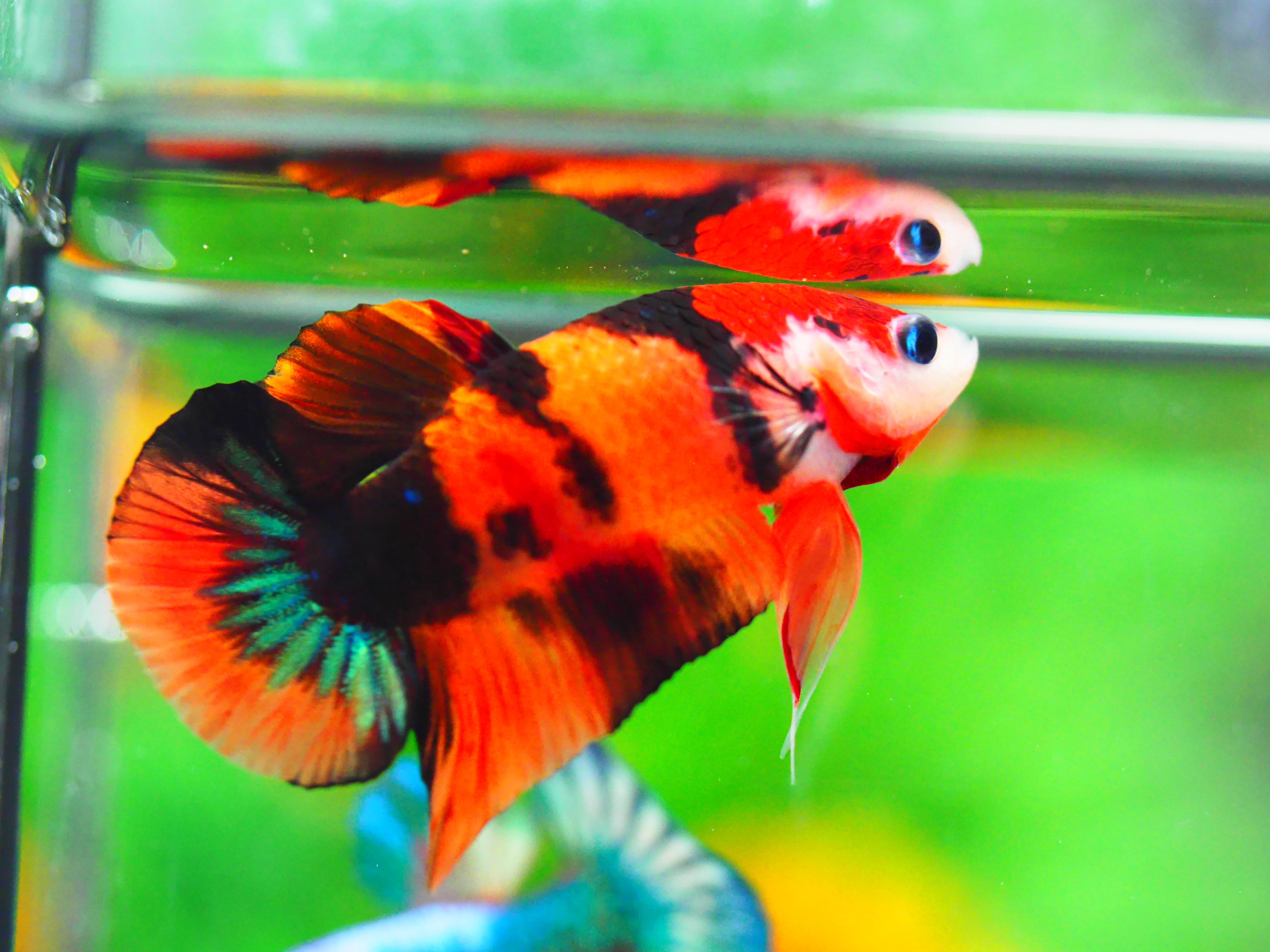 HMPK NEMO GALAXY MALE GRADE A +++