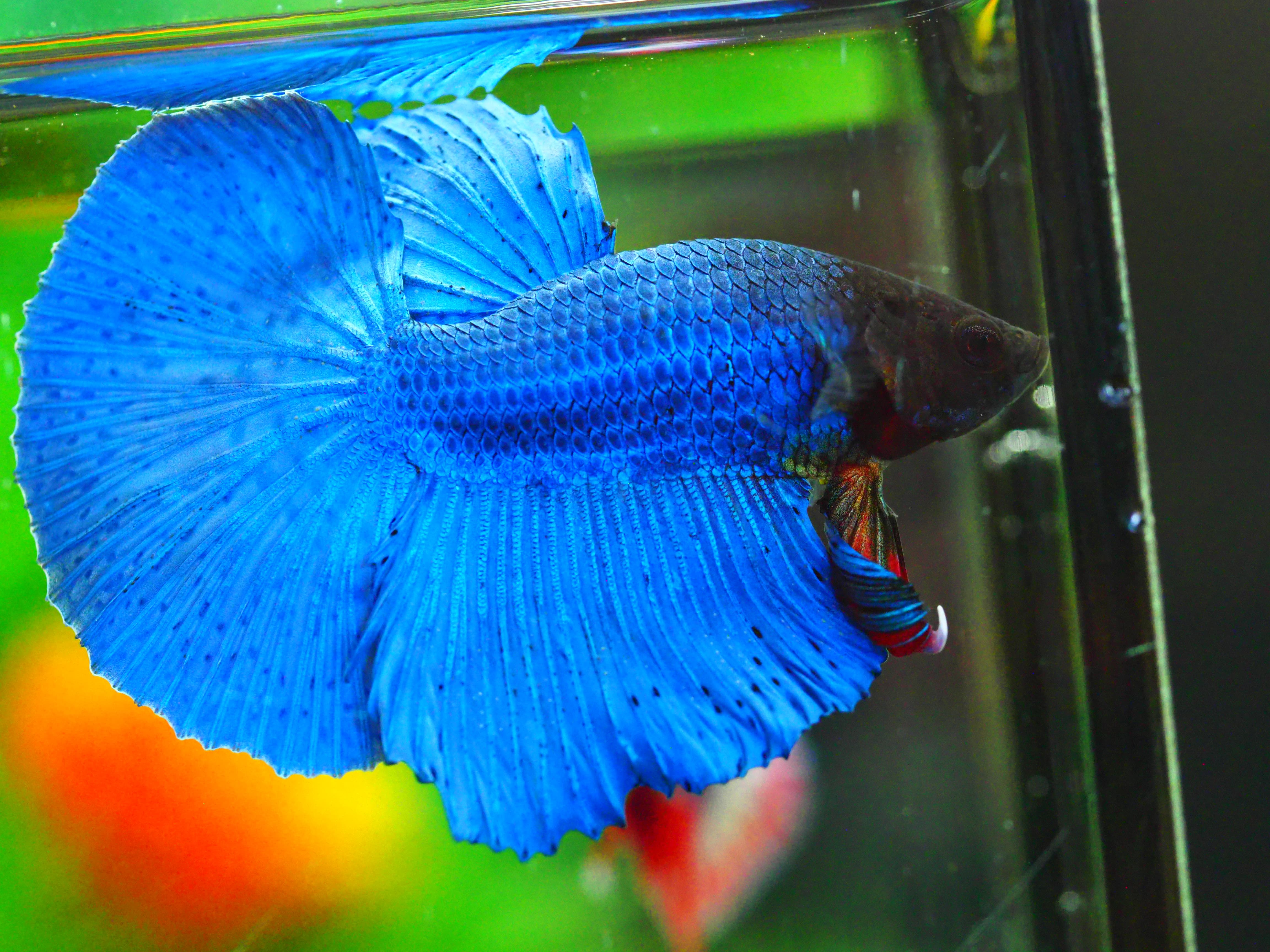 HM FANCY MALE GRADE A +++