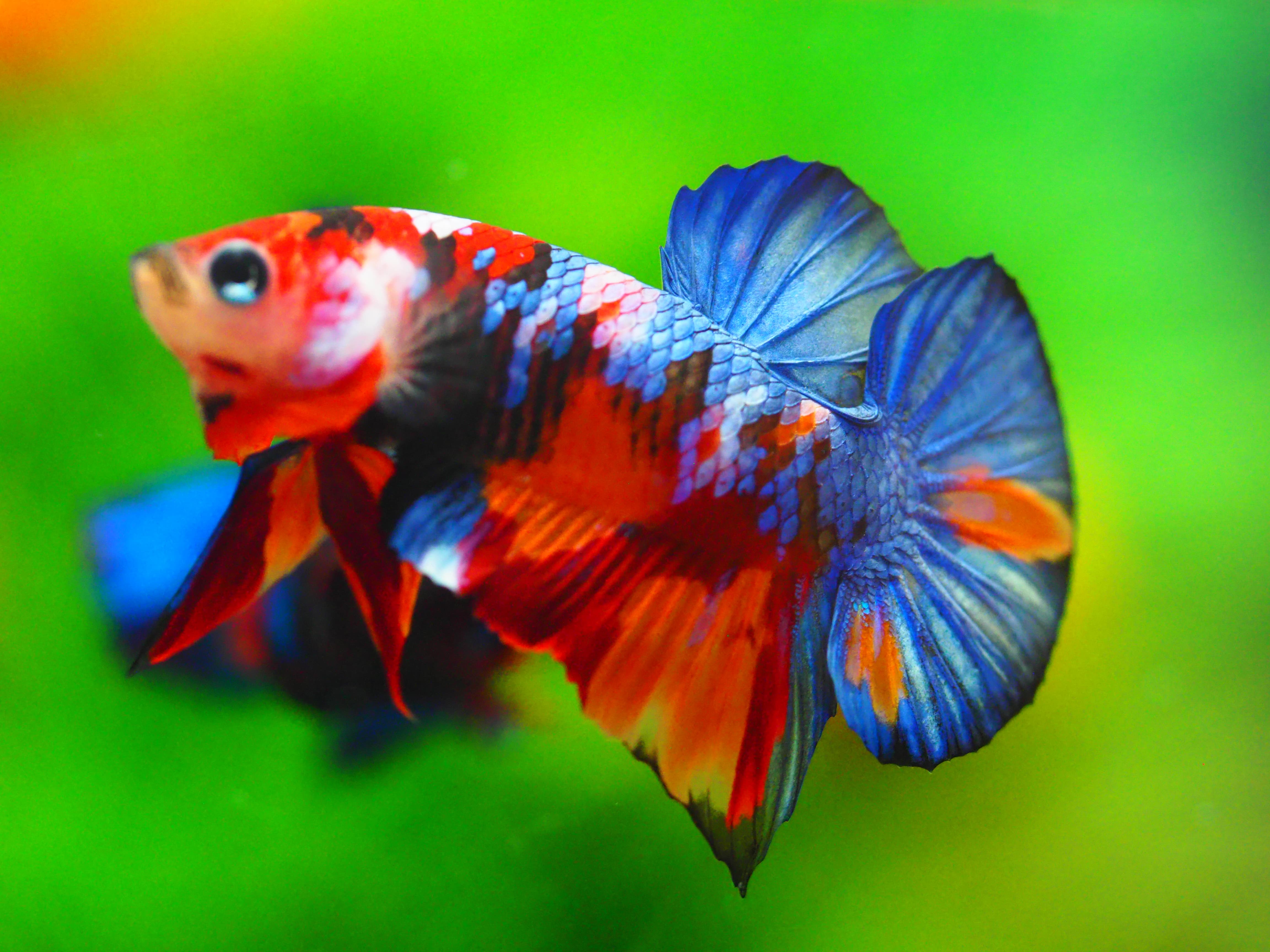 HMPK KOI GALAXY MALE GRADE A +++