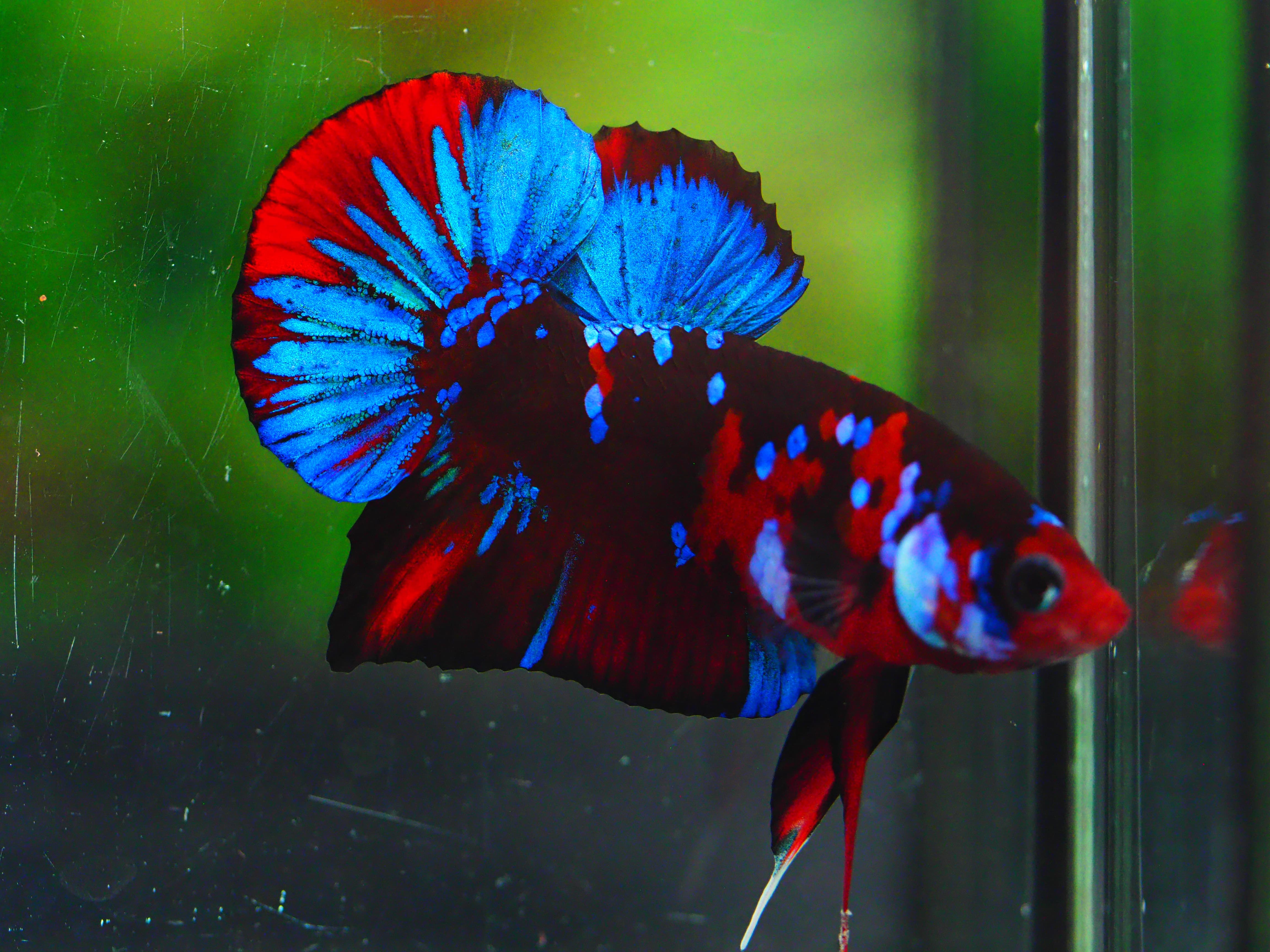 HMPK KOI GALAXY MALE GRADE A +++