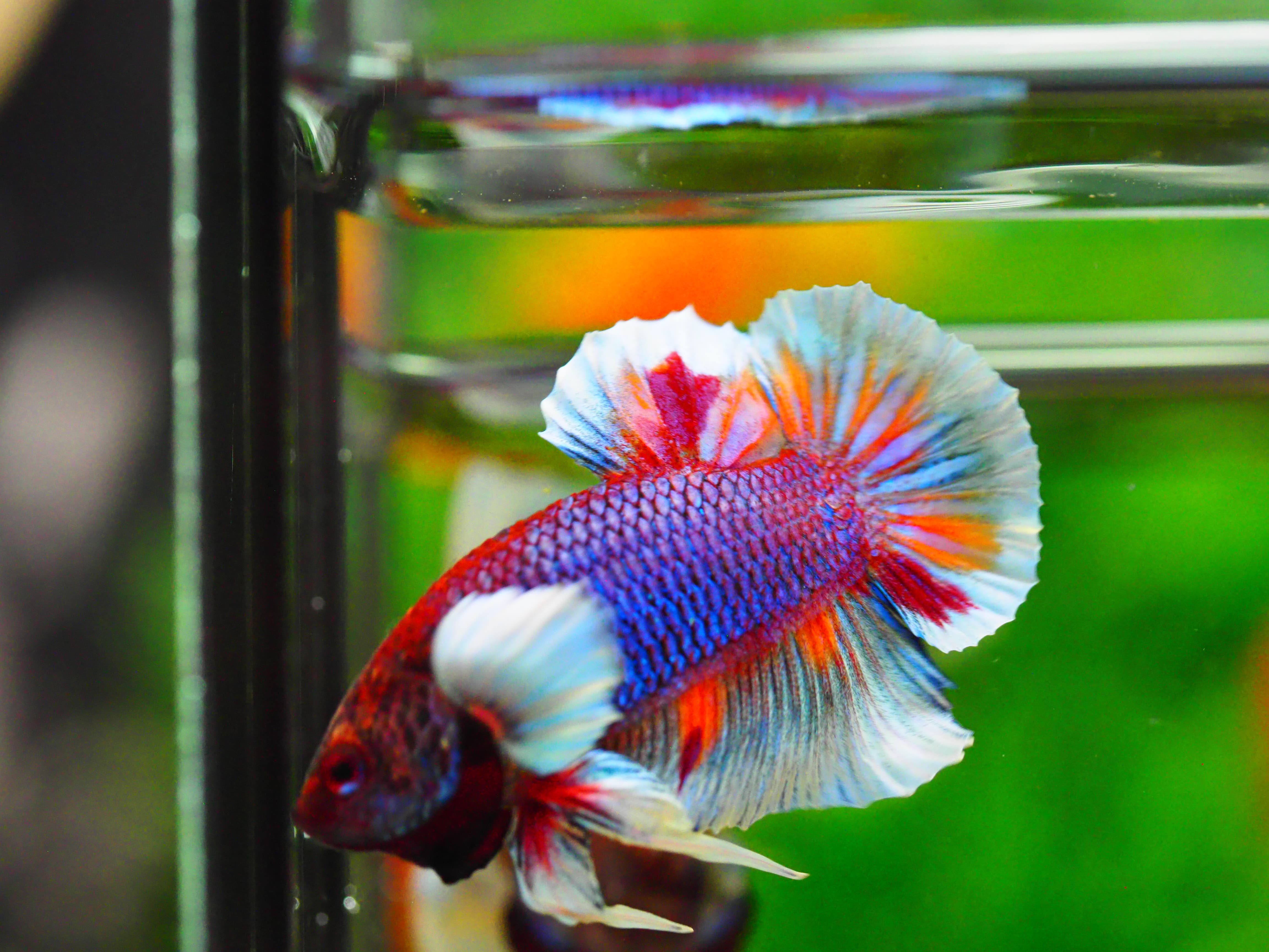 HMPK DUMBO MALE GRADE A +++