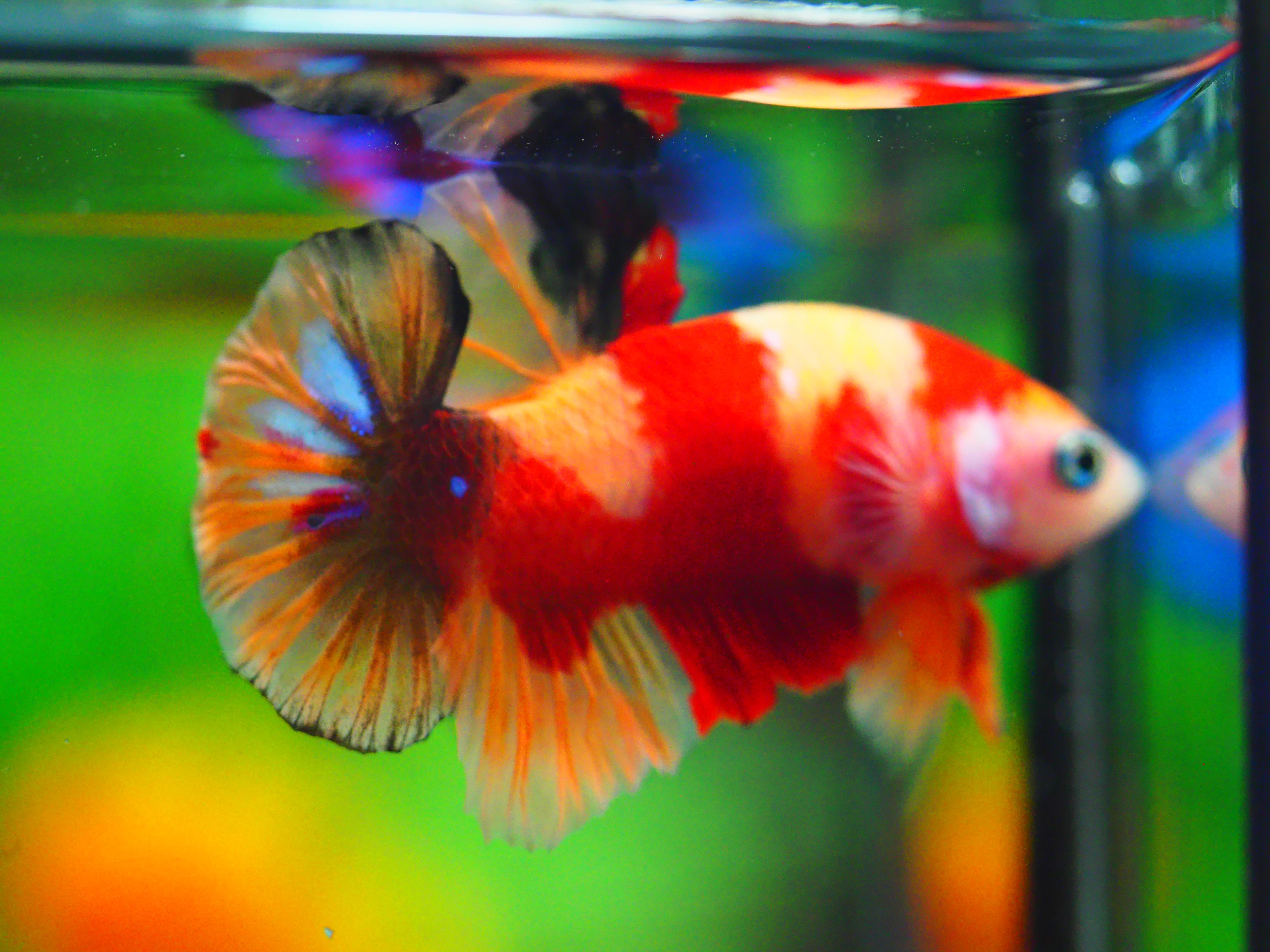 HMPK NEMO MALE GRADE A +++