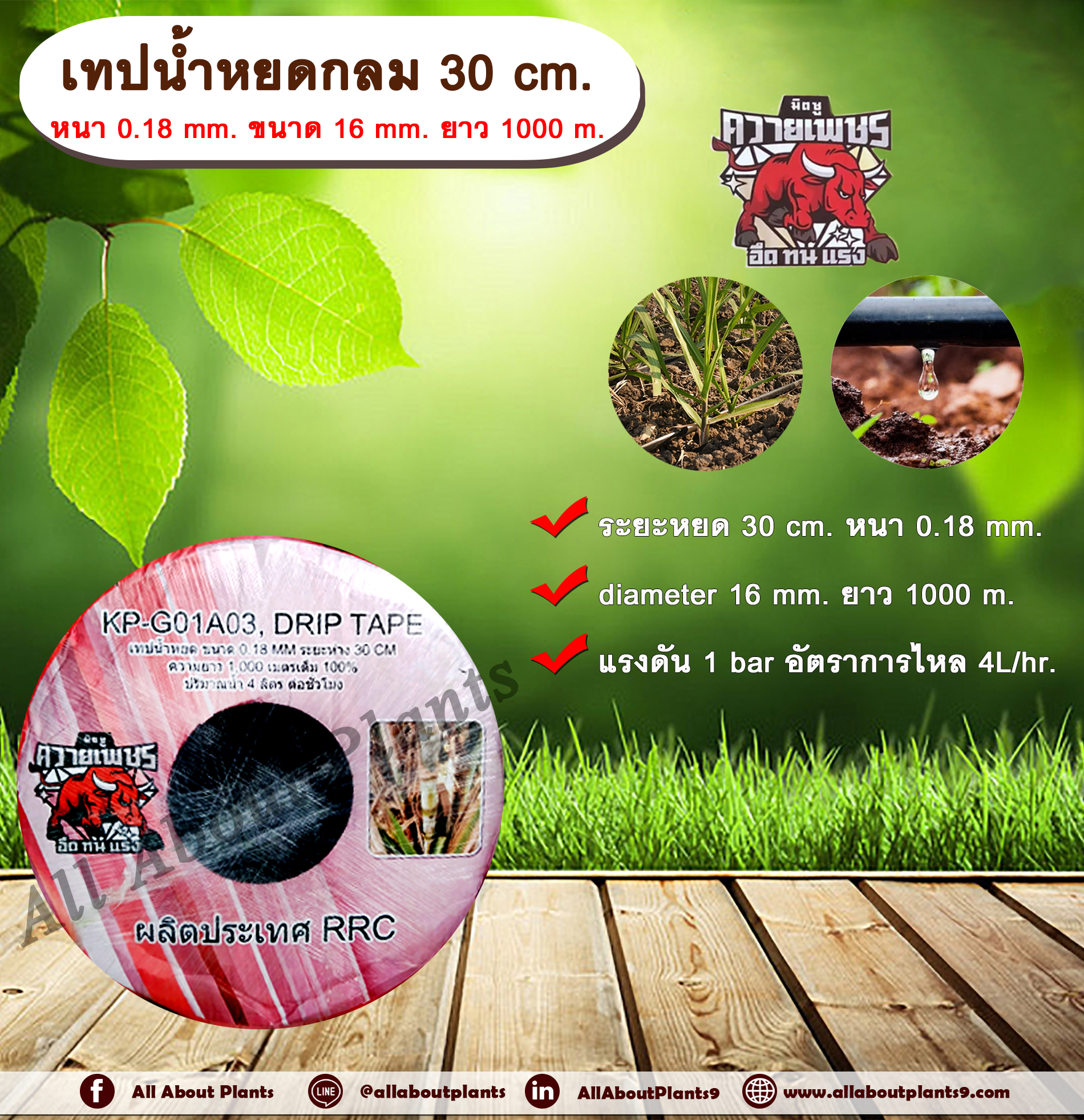 เทปน้ำหยด 30 cm. หนา 0.18 mm. ขนาด 16 mm. ยาว 1000 m. ตราควายเพชร เทปน้ำหยด สายน้ำหยด แบบกลม แบบกิ๊ป ระยะห่างรู 30 cm. หนา 0.18 mm. ยาว 1000 m. Drip Tape ม้วน