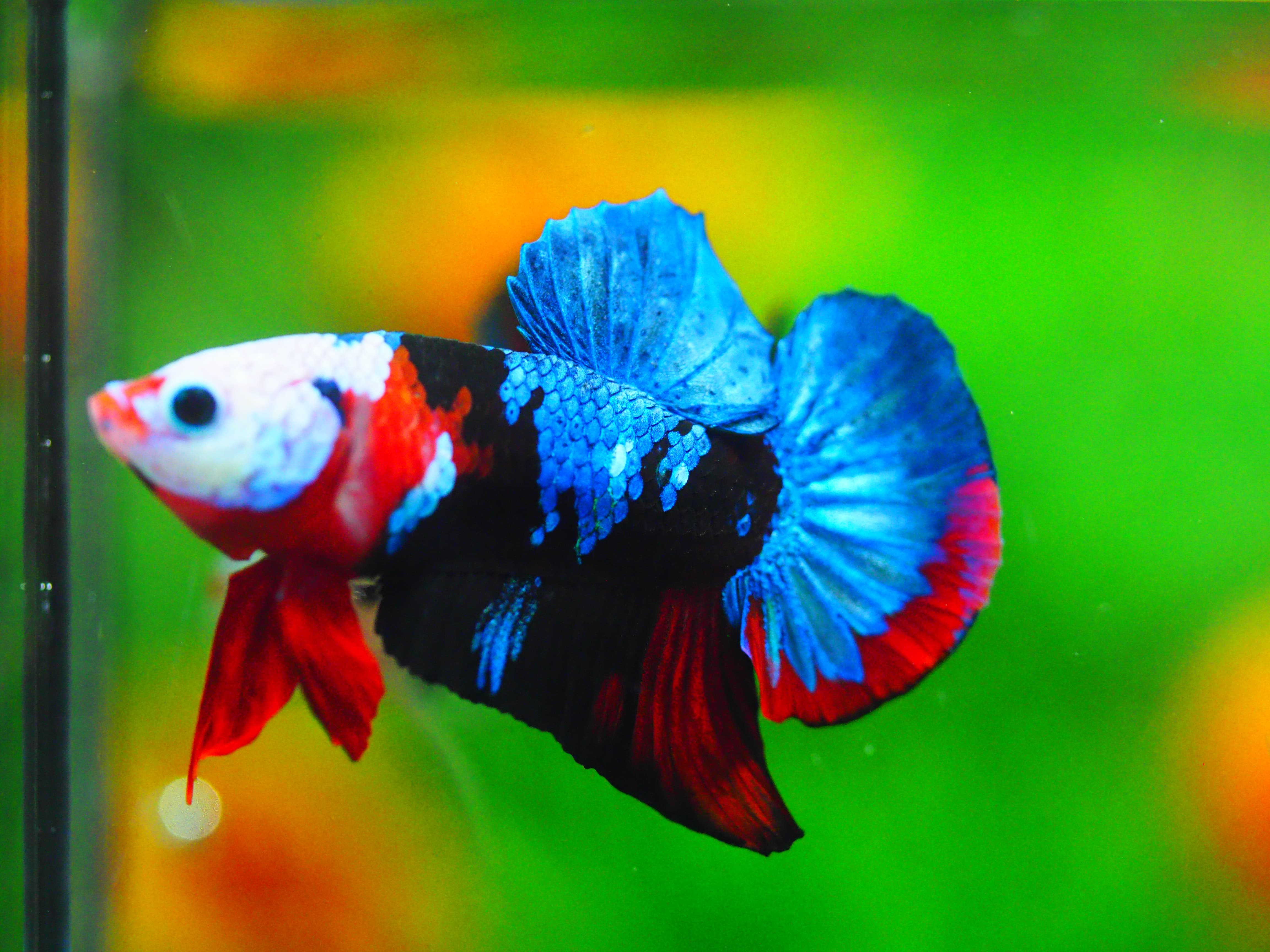 HMPK KOI GALAXY MALE GRADE A +++เด็ก