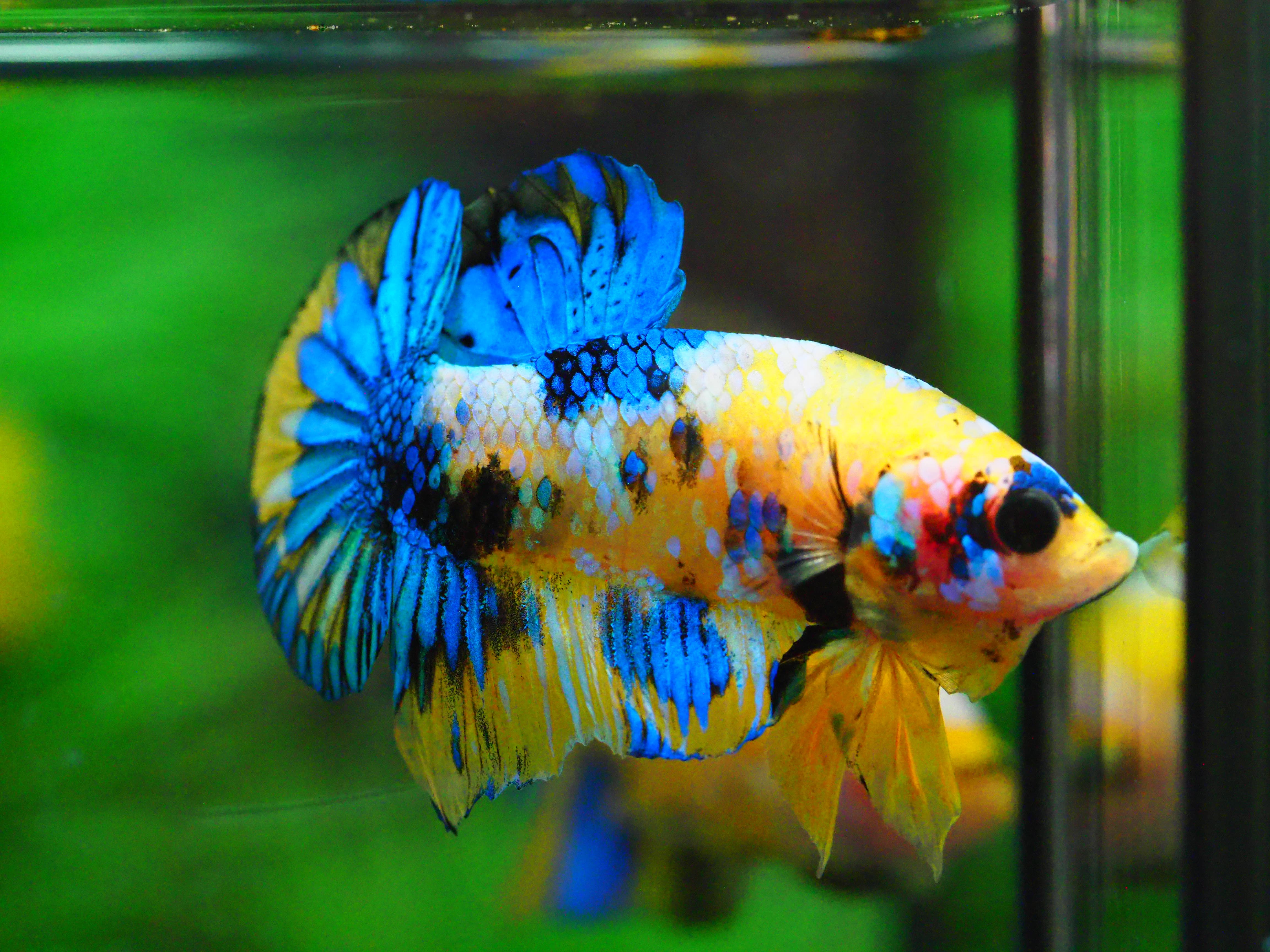 HMPK KOI YELLOW MALE GRADE A +++