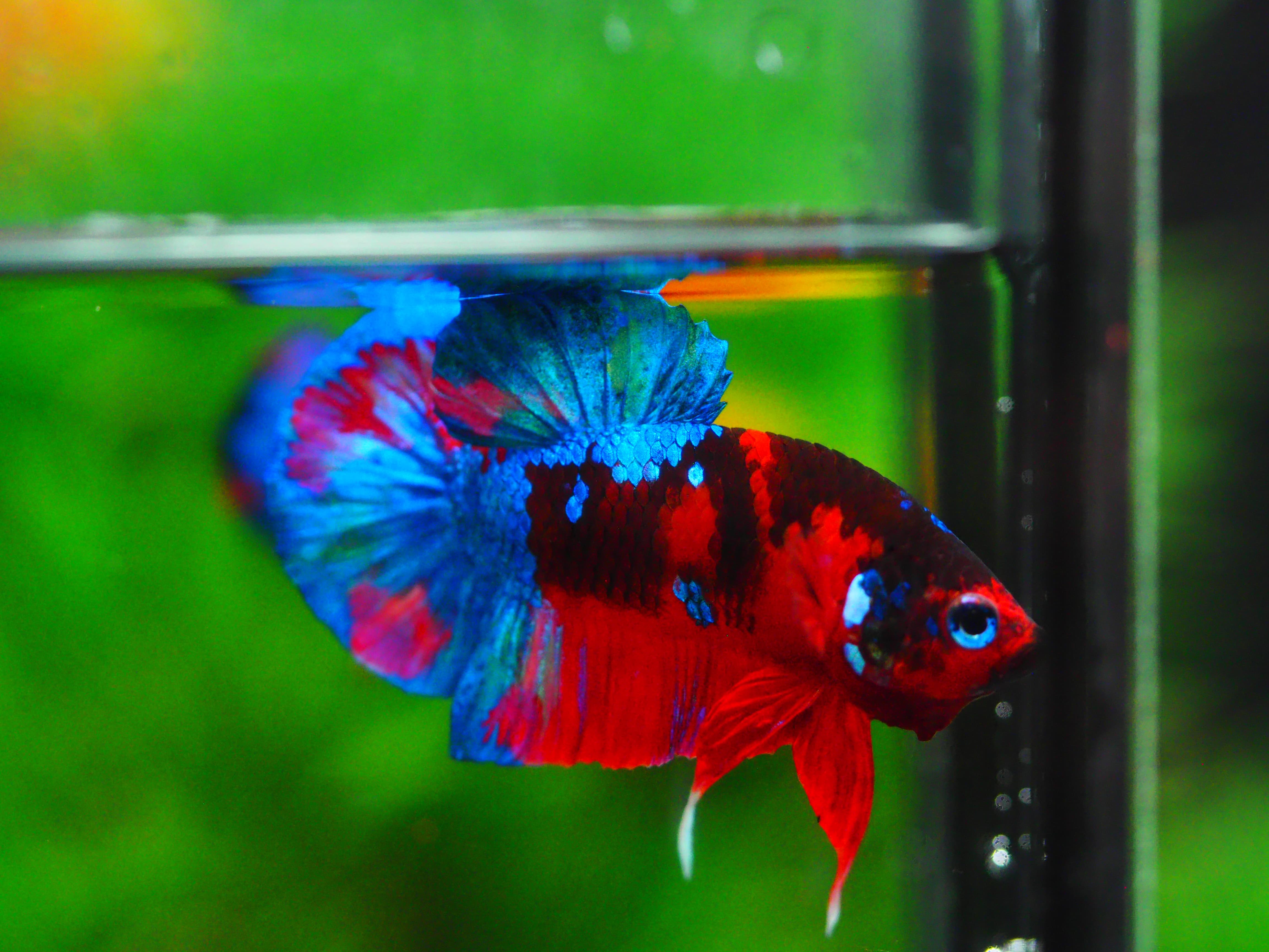 HMPK KOI GALAXY MALE GRADE A +++