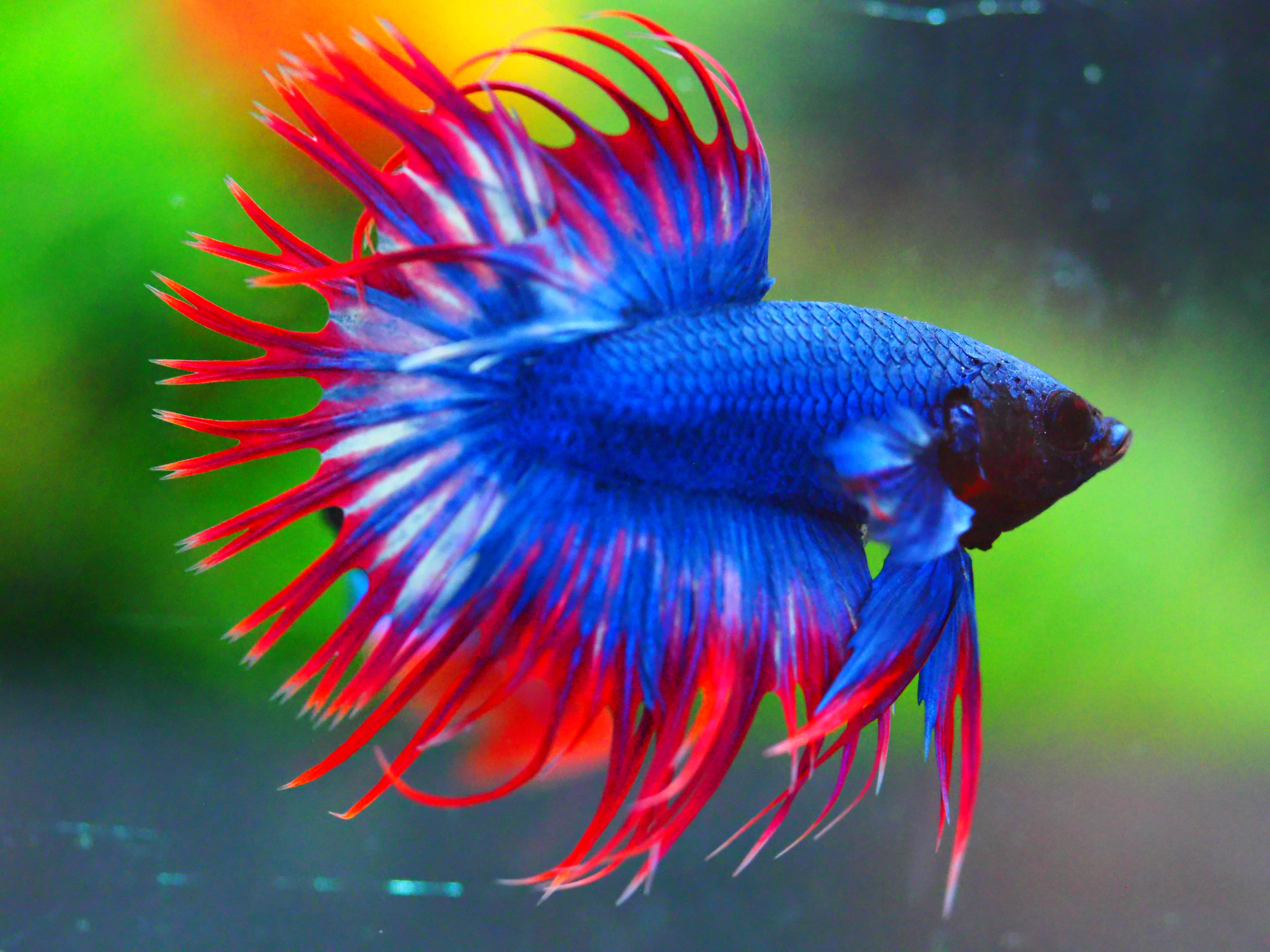 CT FANCY MALE GRADE A +++