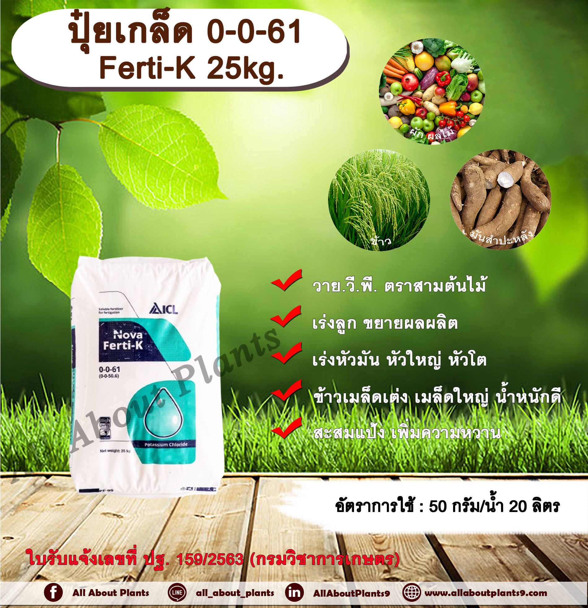 ปุ๋ยเกล็ด 0-0-61 Ferti-K 25kg. วาย.วี.พี. ตราสามต้นไม้ ปุ๋ยเกล็ด เร่งลูก ขยายผลผลิต เร่งหัวมัน หัวใหญ่ หัวโต ข้าวเมล็ดเต่ง เมล็ดใหญ่ น้ำหนักดี สะสมแป้ง เพิ่มความหวาน โพแทสเซียมคลอไรด์ กระสอบ